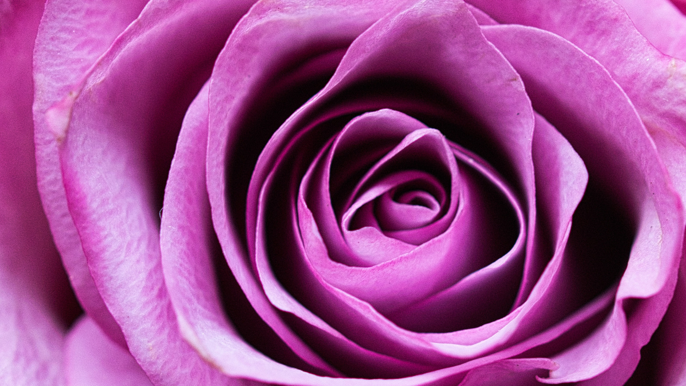 Pink Rose in Close up Photography. Wallpaper in 1366x768 Resolution