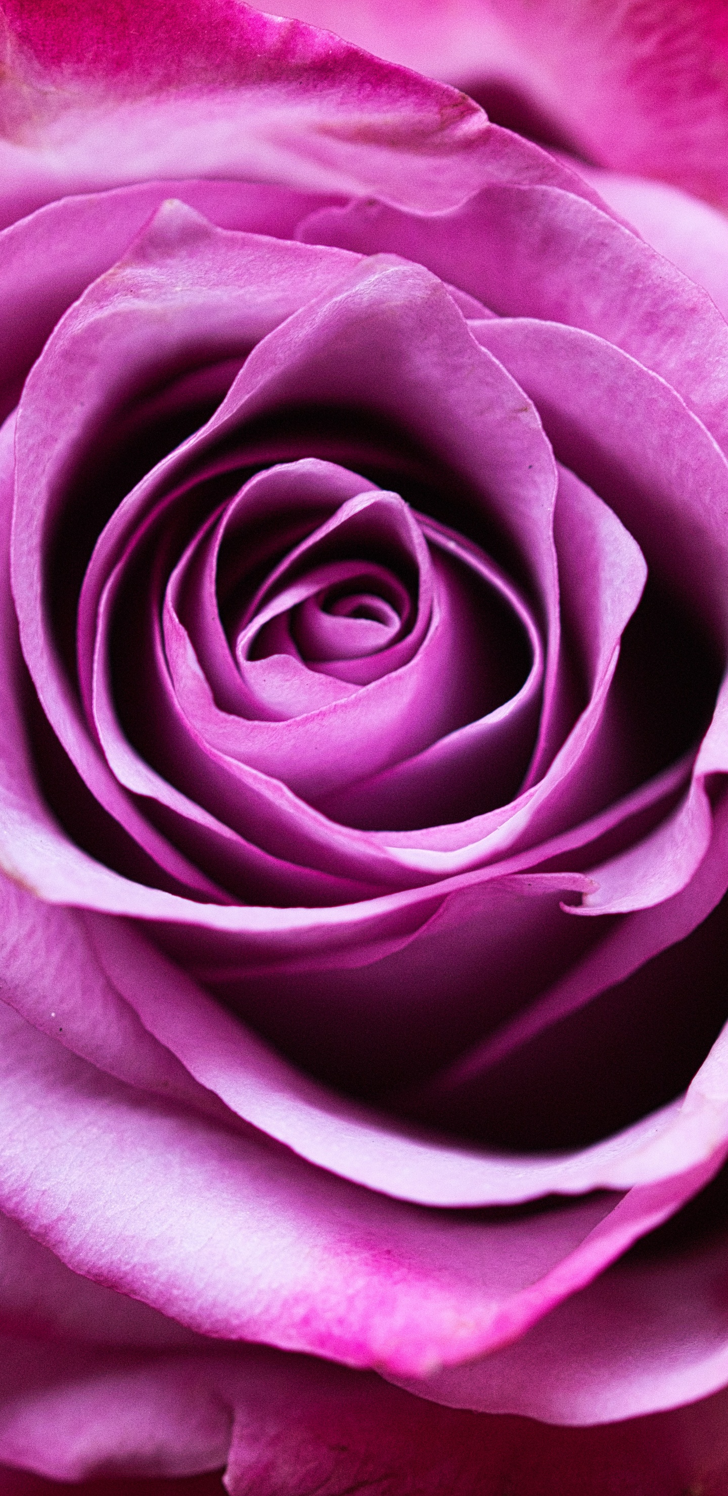 Pink Rose in Close up Photography. Wallpaper in 1440x2960 Resolution
