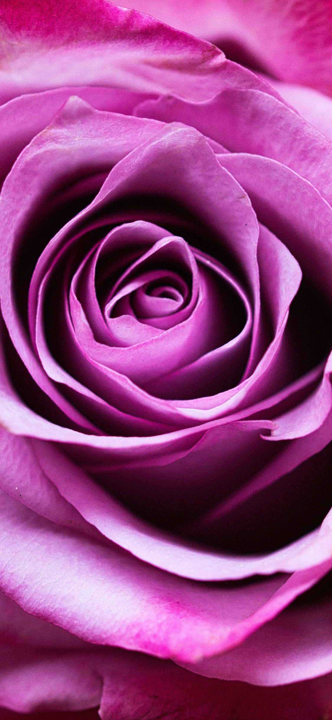 粉红色, 玫瑰花园, 紫罗兰色, 紫色的, 多花 壁纸 1125x2436 允许