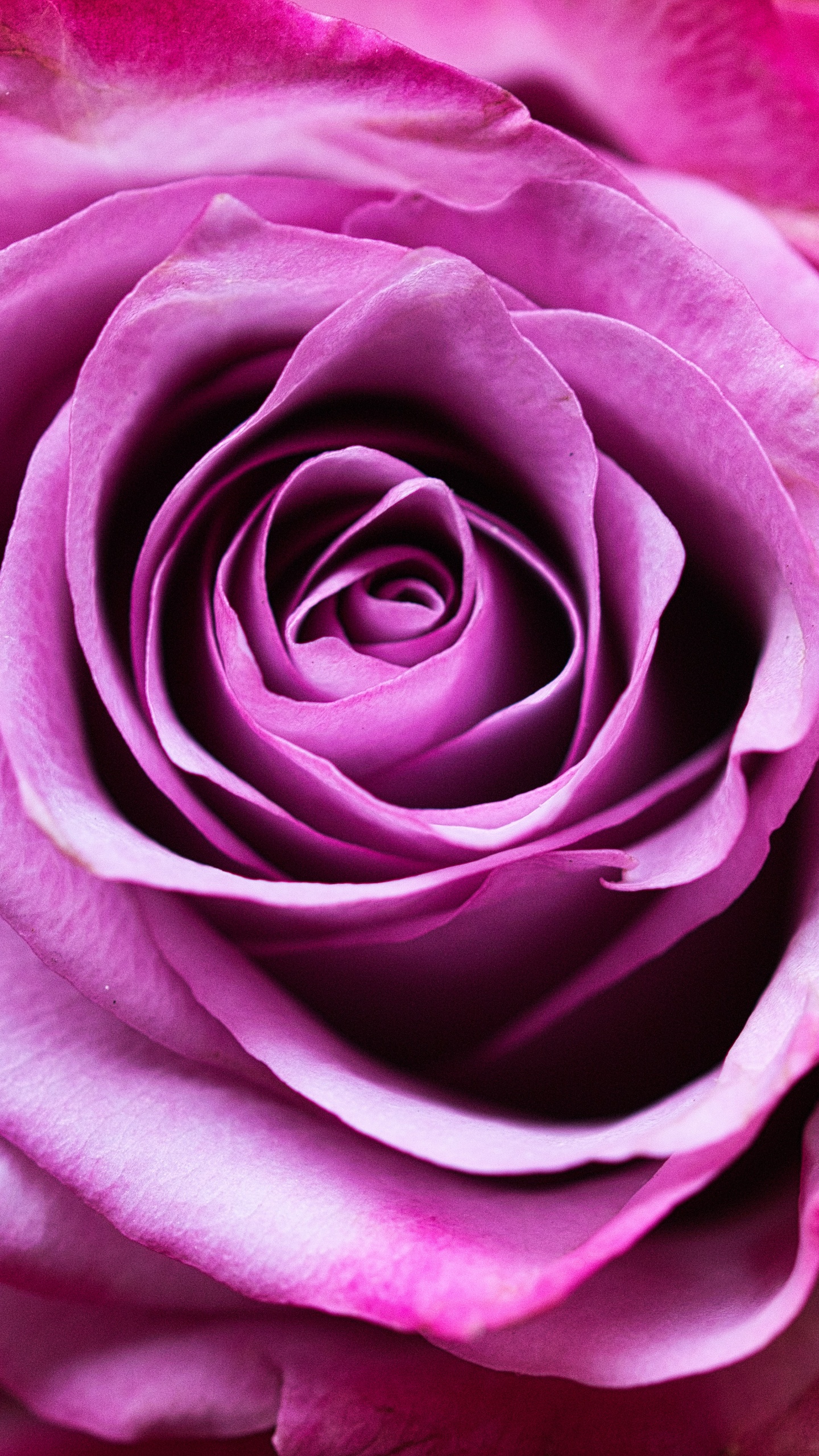 粉红色, 玫瑰花园, 紫罗兰色, 紫色的, 多花 壁纸 1440x2560 允许