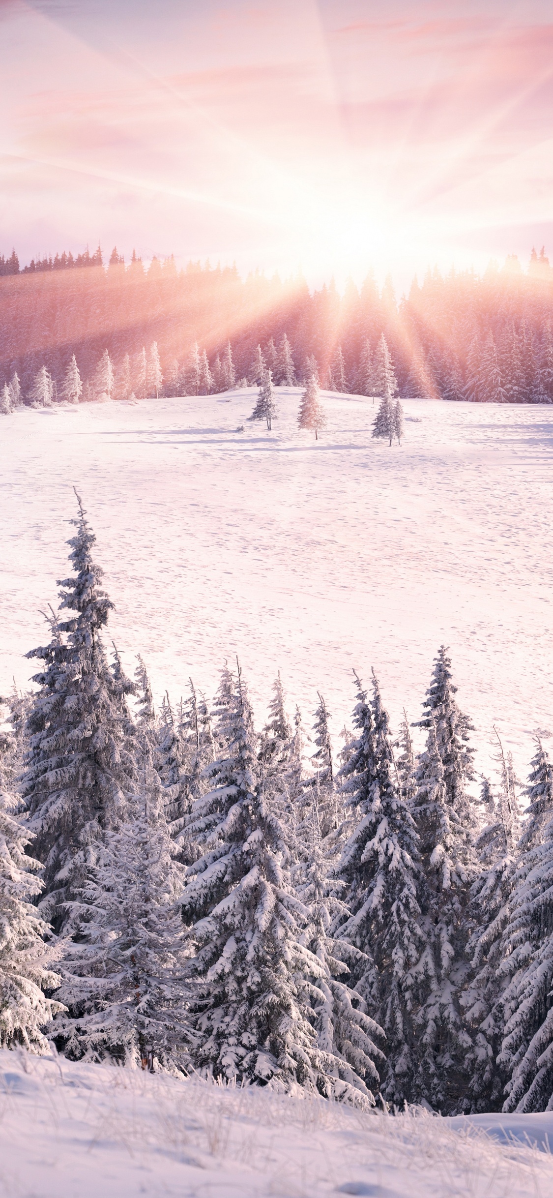 Pinos Cubiertos de Nieve Durante el Día. Wallpaper in 1125x2436 Resolution