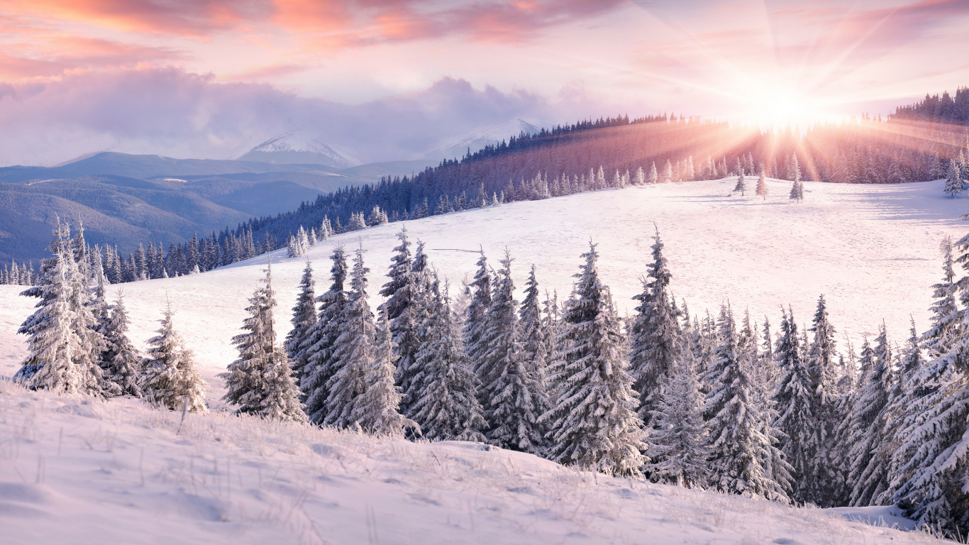 Pinos Cubiertos de Nieve Durante el Día. Wallpaper in 1366x768 Resolution