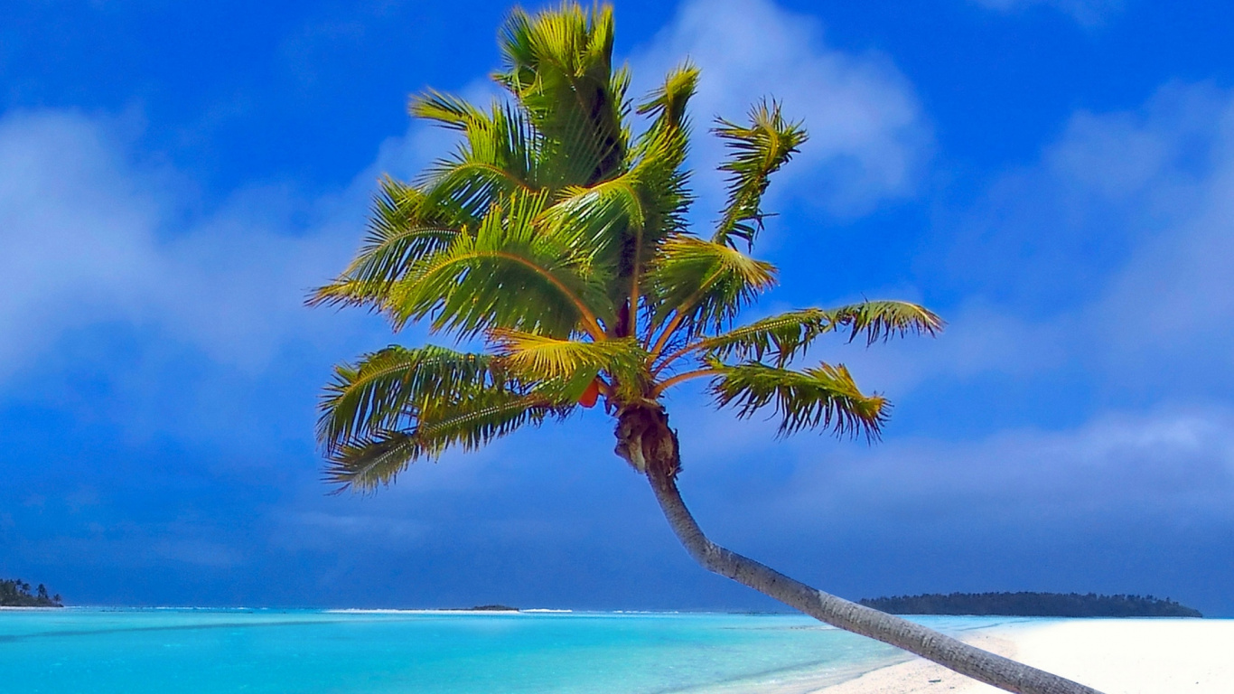 Palmera Verde Cerca Del Cuerpo de Agua Durante el Día. Wallpaper in 1366x768 Resolution
