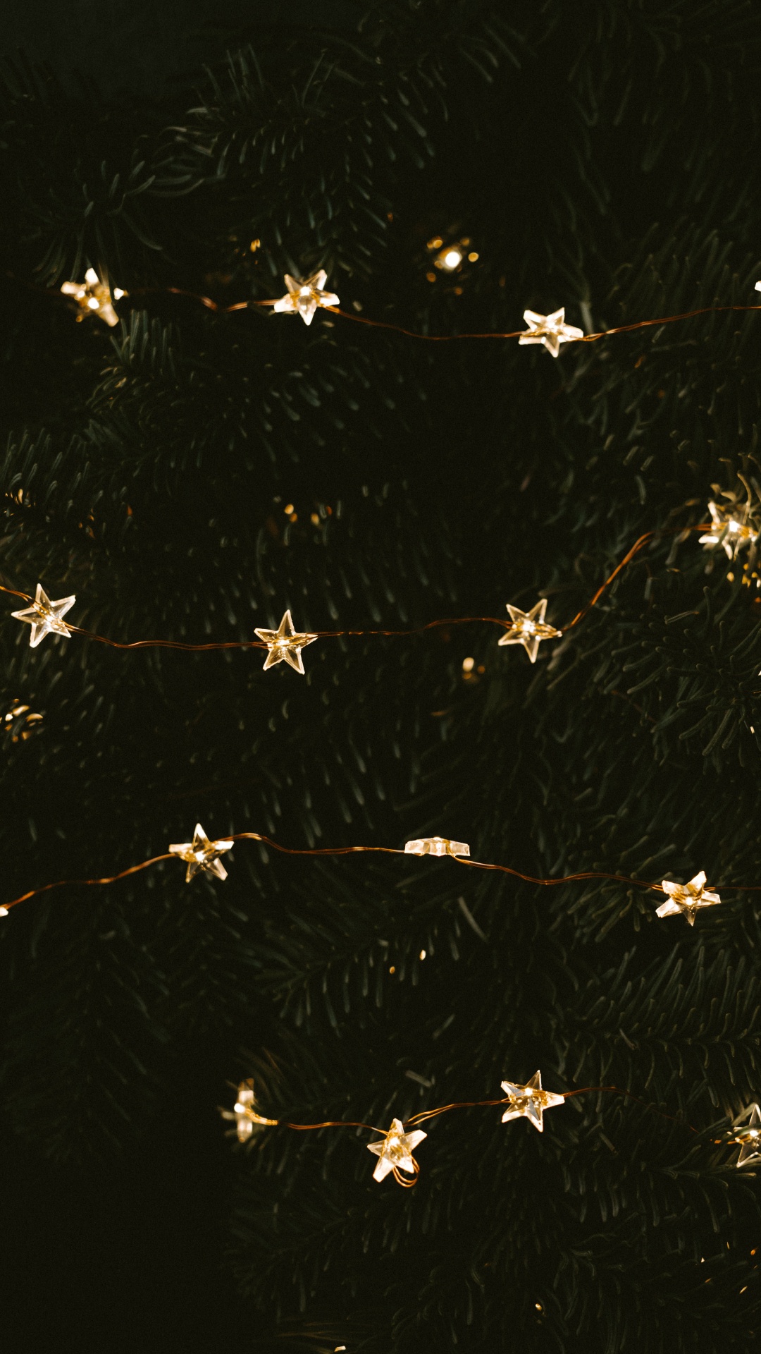 Weiße Und Braune Blütenblätter. Wallpaper in 1080x1920 Resolution