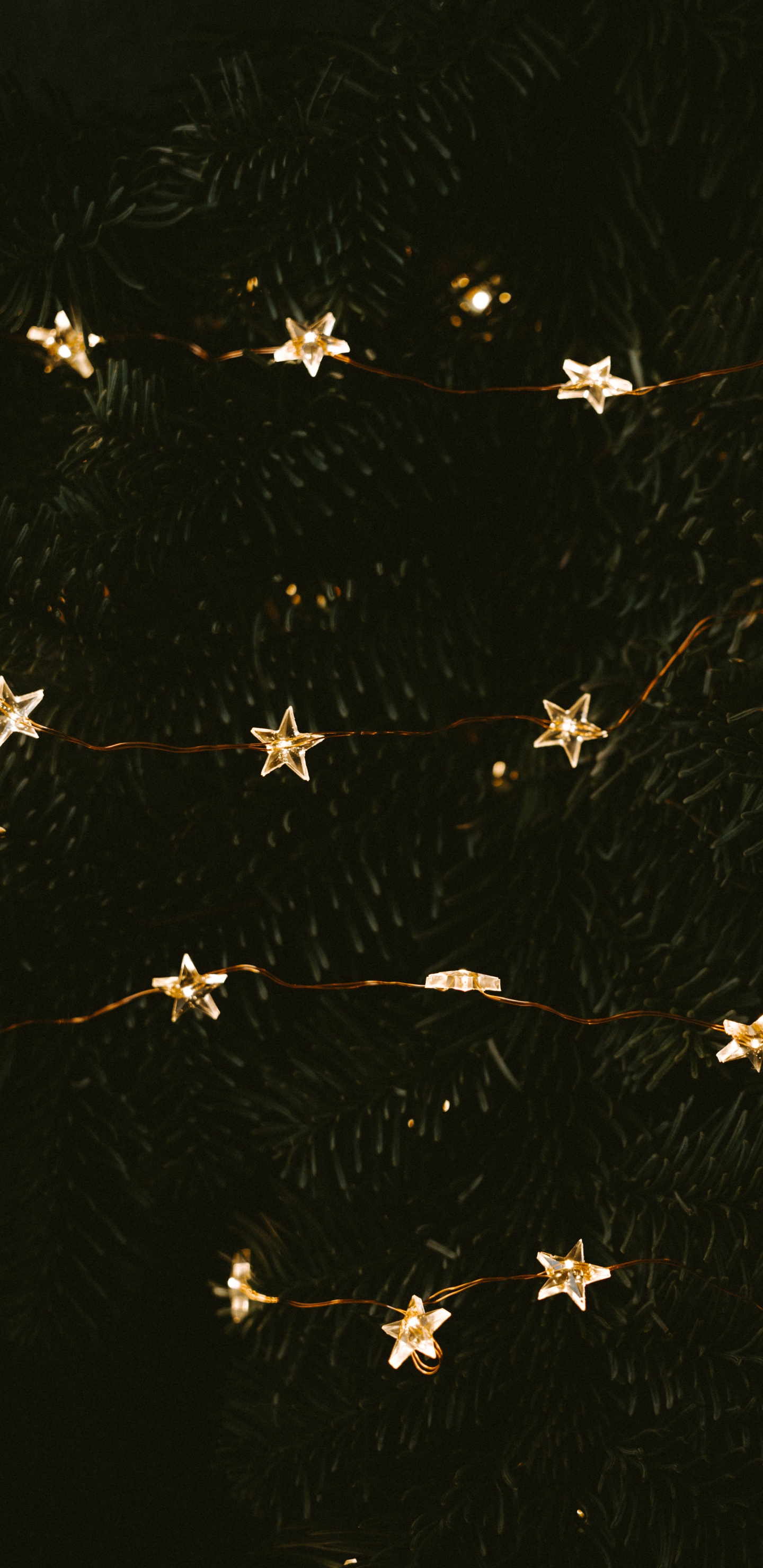 Weiße Und Braune Blütenblätter. Wallpaper in 1440x2960 Resolution