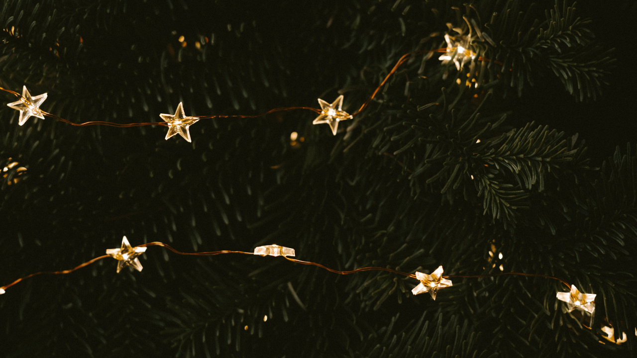 White and Brown Flower Petals. Wallpaper in 1280x720 Resolution