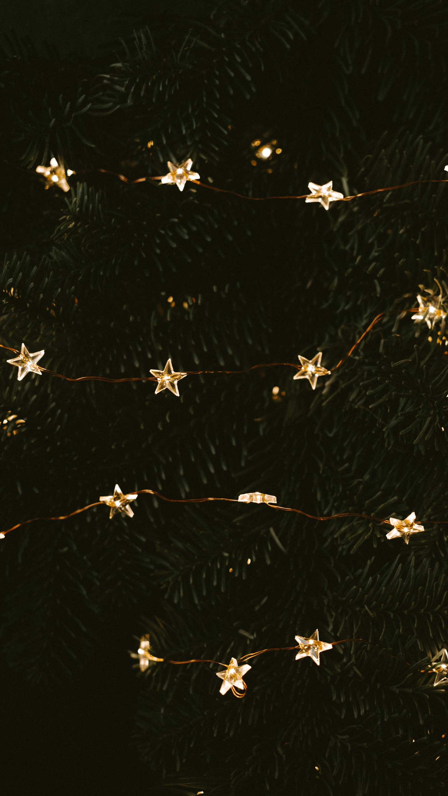 White and Brown Flower Petals. Wallpaper in 1440x2560 Resolution