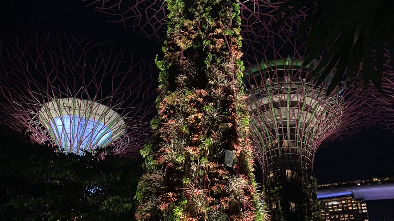 Singapore, Nature, Palm Trees, Night, Purple. Wallpaper in 1280x720 Resolution
