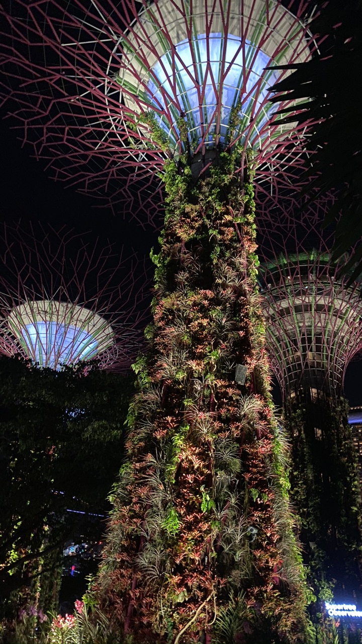 Singapour, Nature, Palmier, Nuit, Purple. Wallpaper in 720x1280 Resolution