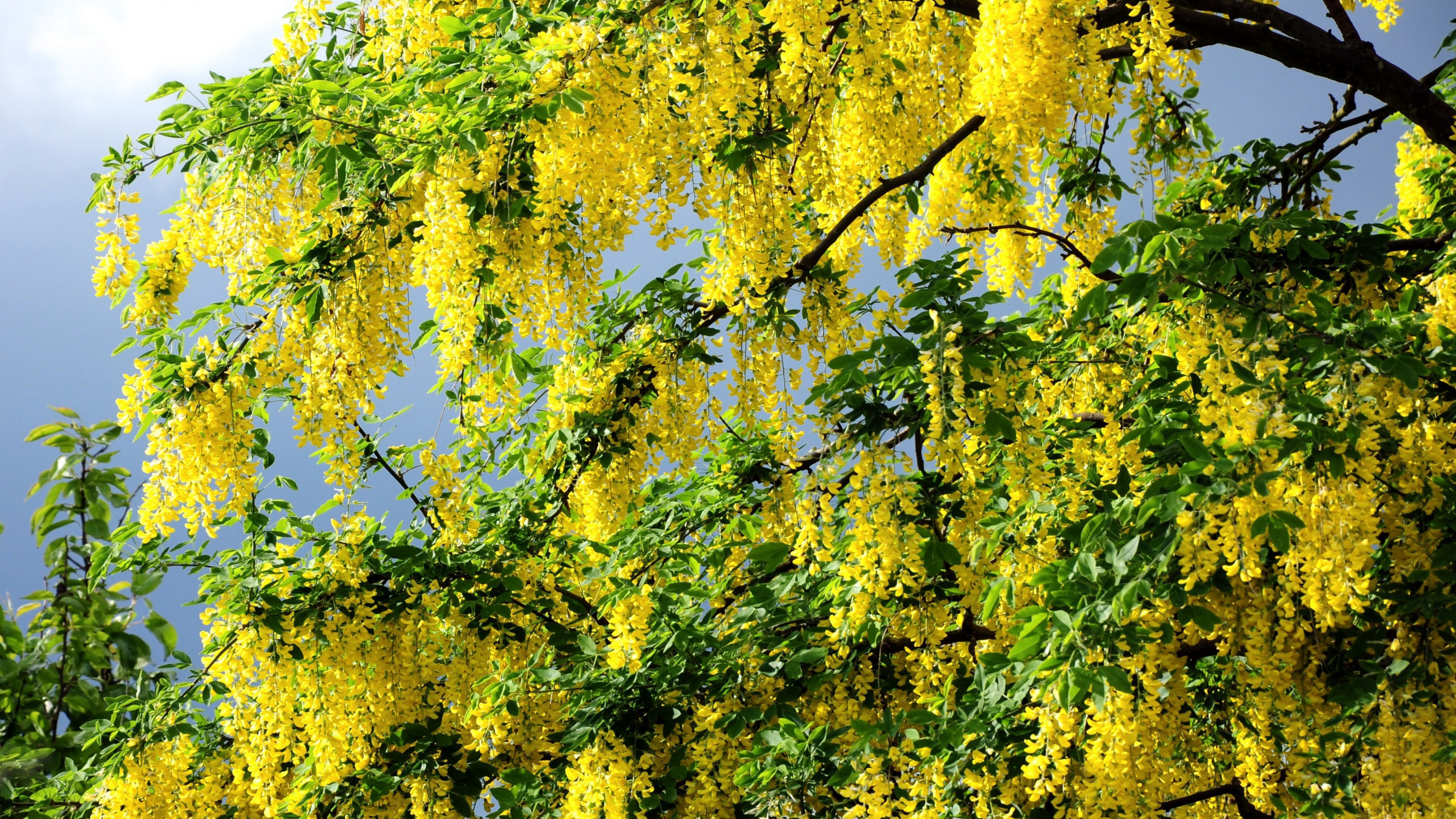 Árbol de Hoja Verde y Amarilla. Wallpaper in 3840x2160 Resolution