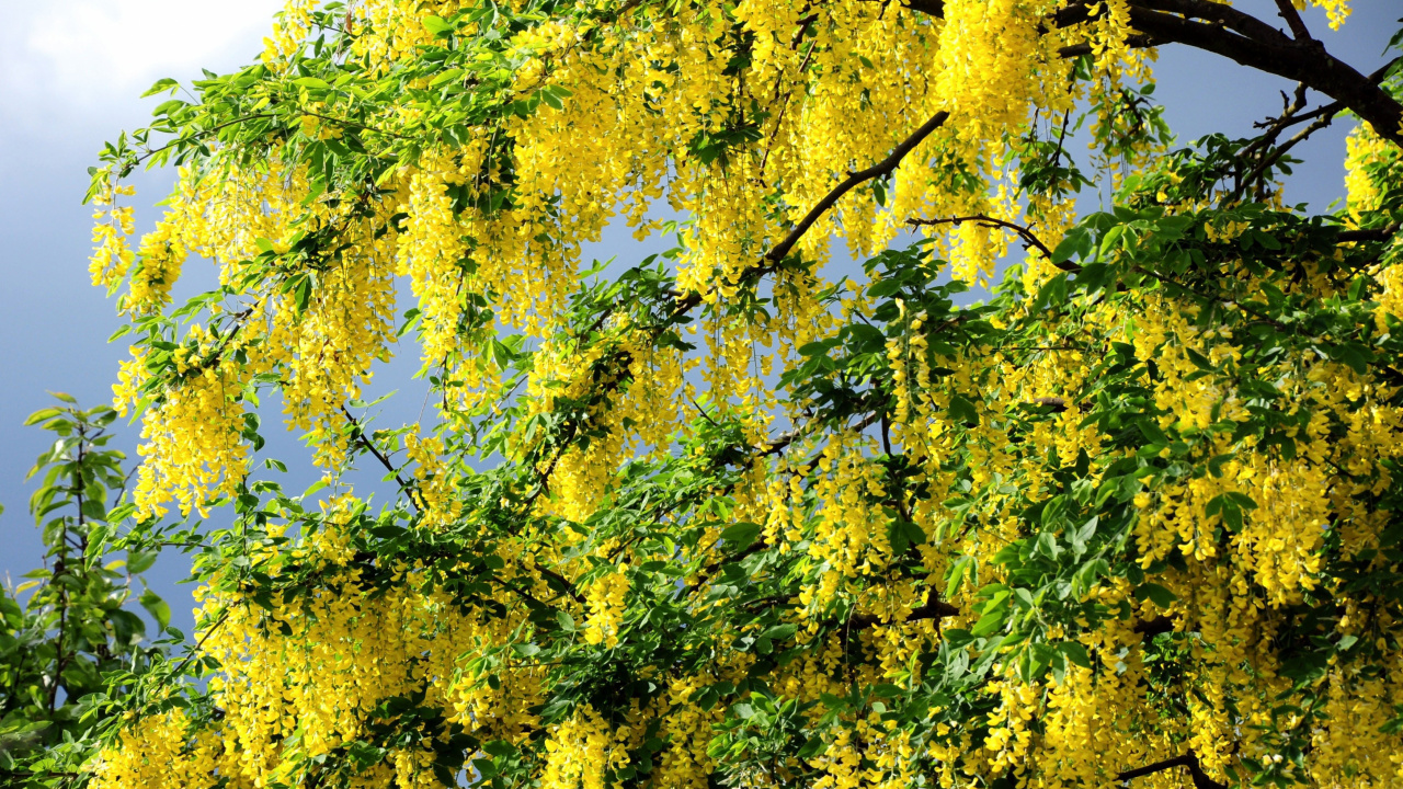 Grüner Und Gelber Blattbaum. Wallpaper in 1280x720 Resolution