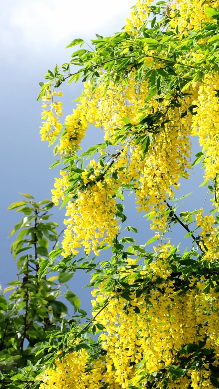 Green and Yellow Leaf Tree. Wallpaper in 720x1280 Resolution