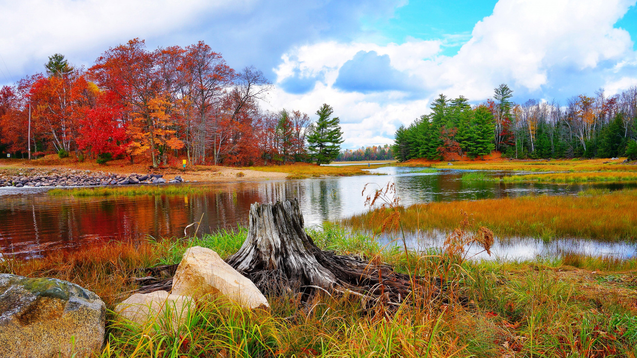 Brown Tree Trunk on Green Grass Near Body of Water During Daytime. Wallpaper in 1280x720 Resolution