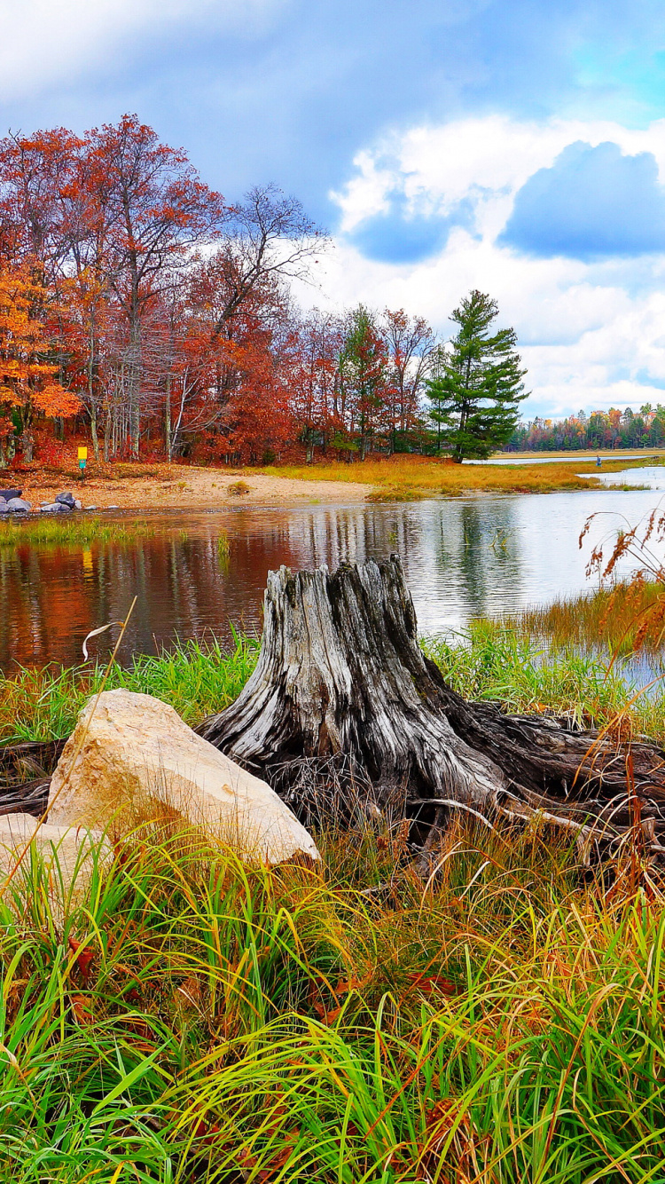 Brown Tree Trunk on Green Grass Near Body of Water During Daytime. Wallpaper in 750x1334 Resolution