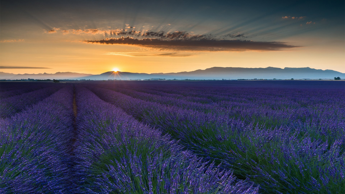 Lila Blumenfeld Bei Sonnenuntergang. Wallpaper in 1366x768 Resolution
