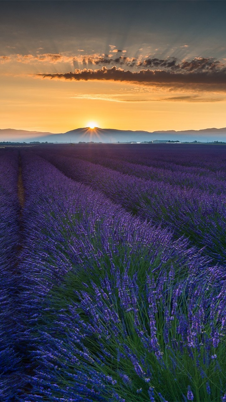 Purple Flower Field During Sunset. Wallpaper in 720x1280 Resolution