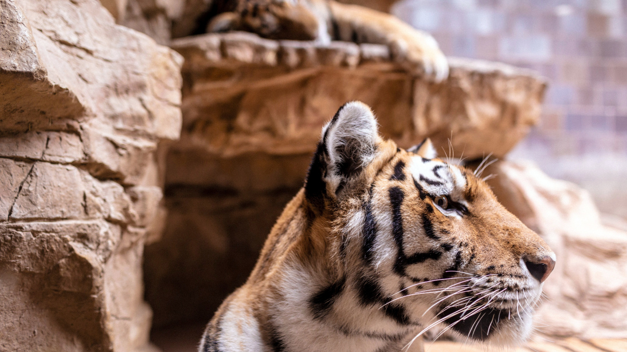 Tiger, Lion, Bengal Tiger, Sibirischer Tiger, Felidae. Wallpaper in 1280x720 Resolution