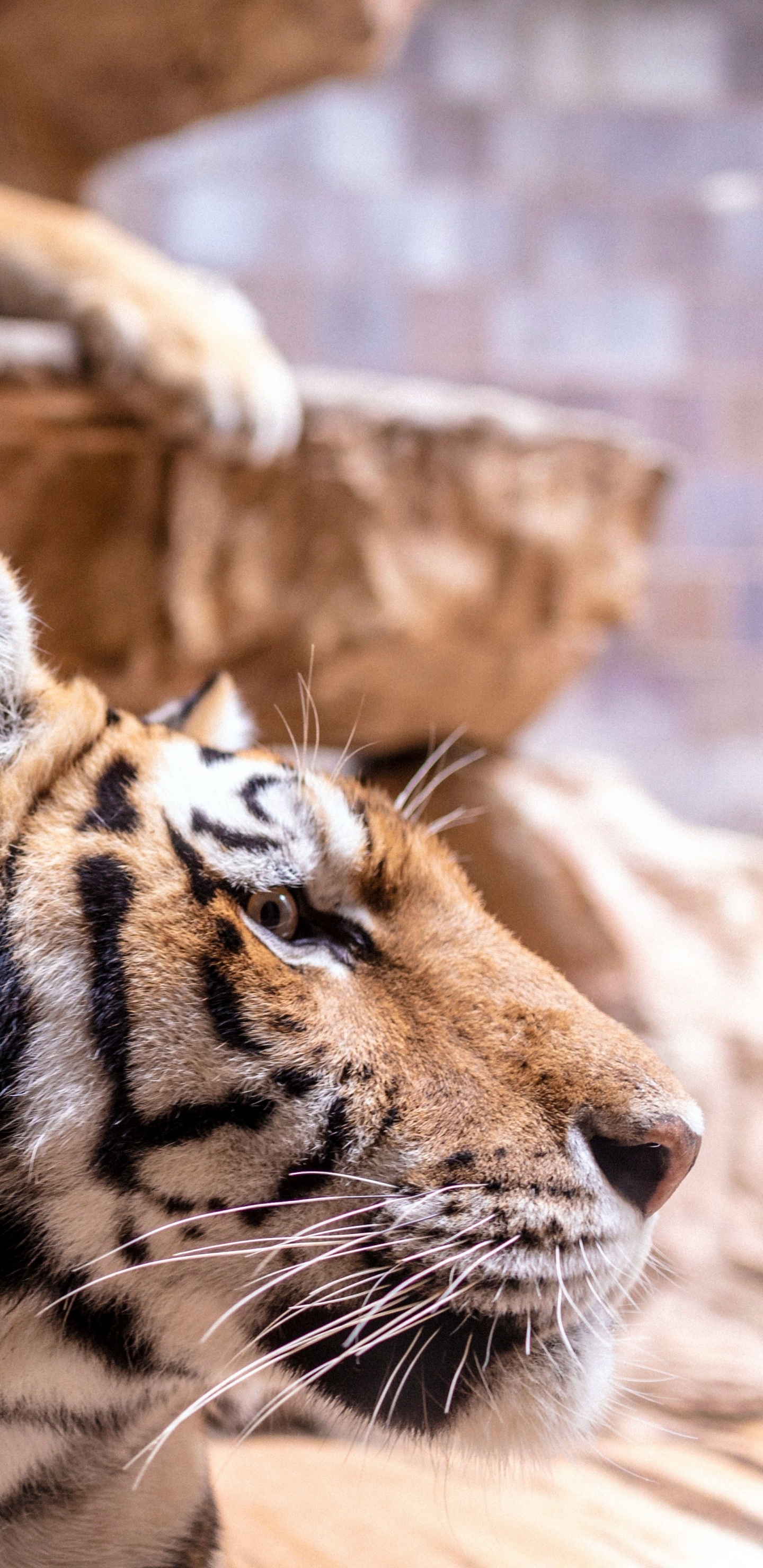 Tiger, Lion, Bengal Tiger, Sibirischer Tiger, Felidae. Wallpaper in 1440x2960 Resolution