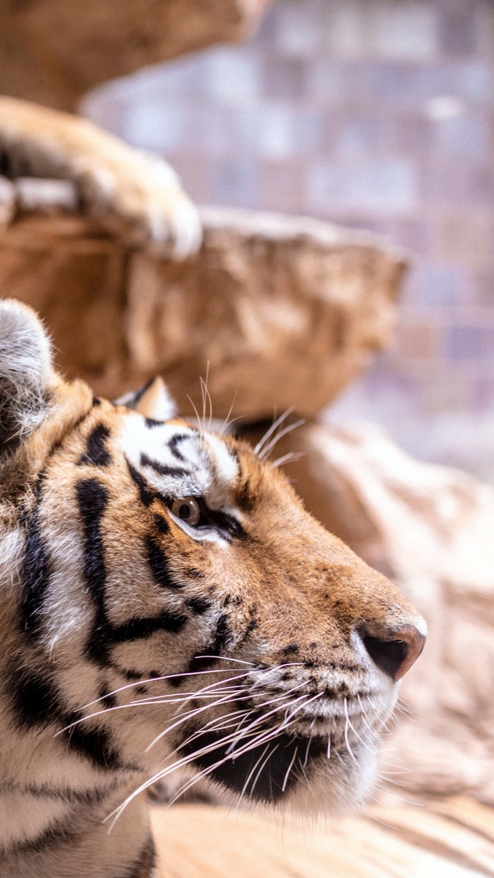 Tiger, Lion, Bengal Tiger, Sibirischer Tiger, Felidae. Wallpaper in 720x1280 Resolution