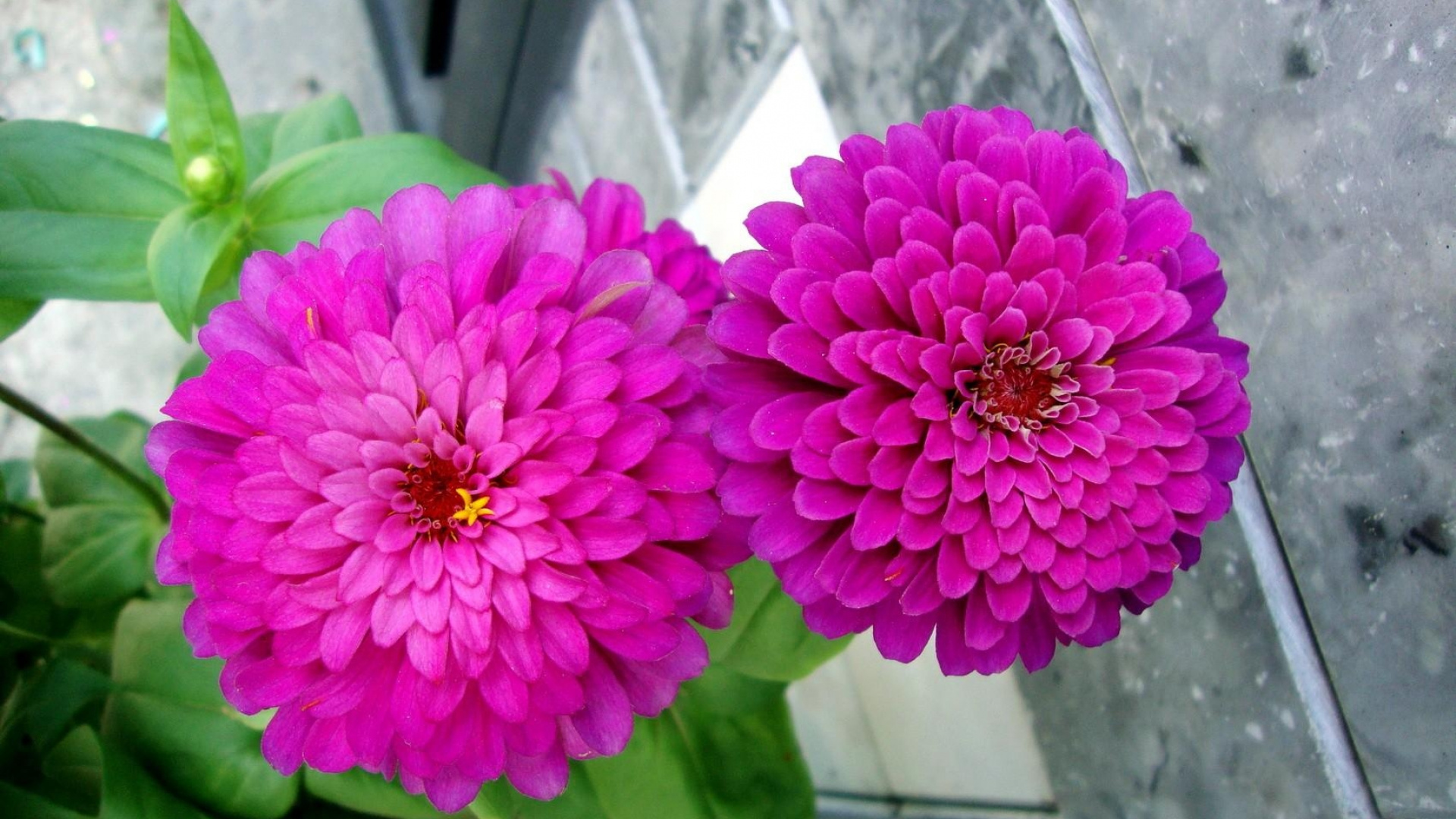 Flor Rosa Con Hojas Verdes. Wallpaper in 1920x1080 Resolution