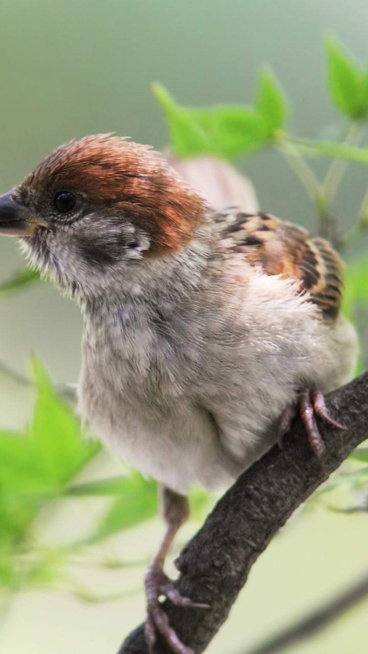 Brown and White Bird on Tree Branch. Wallpaper in 720x1280 Resolution