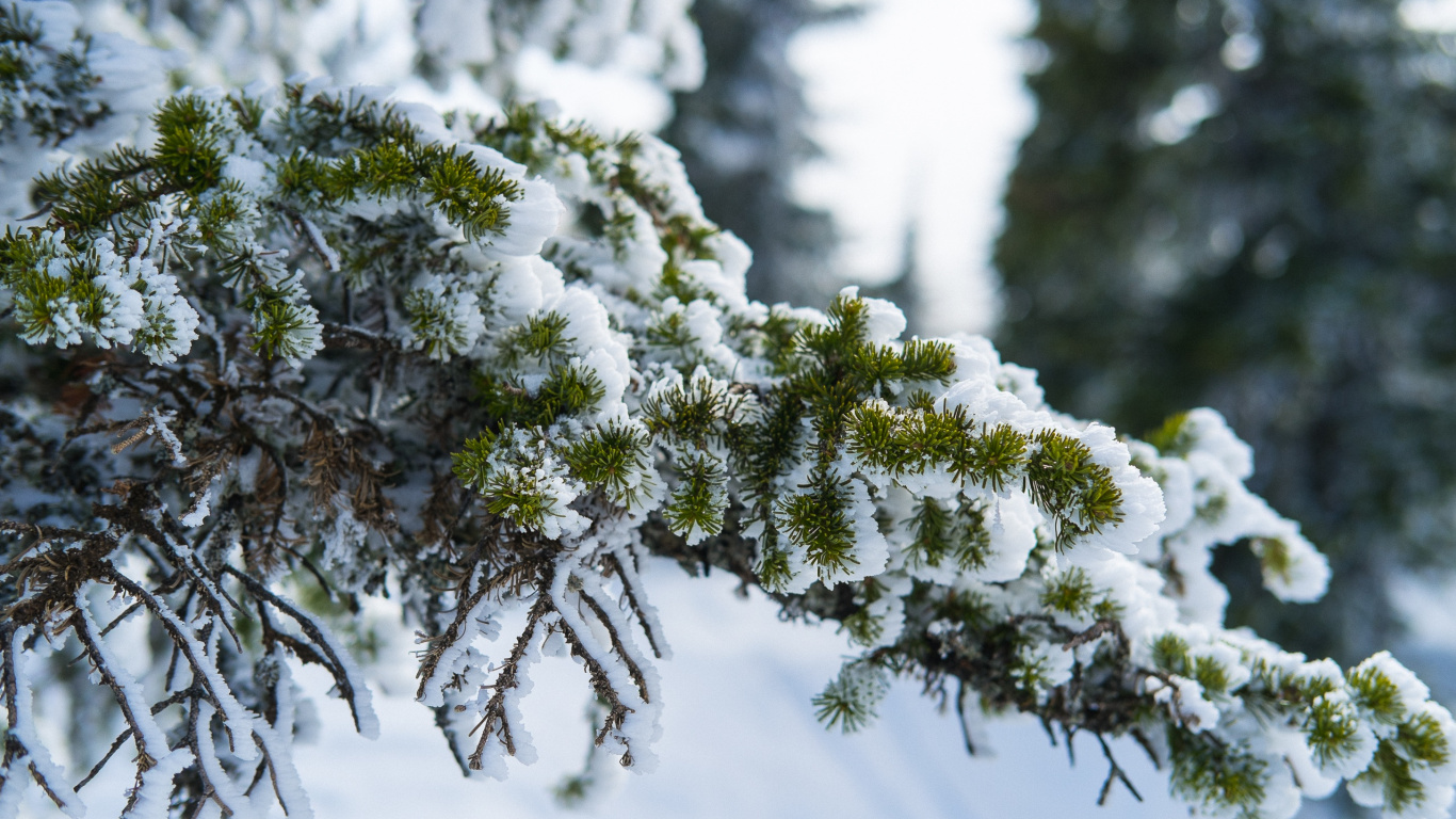 Green Pine Tree Covered With Snow. Wallpaper in 1366x768 Resolution