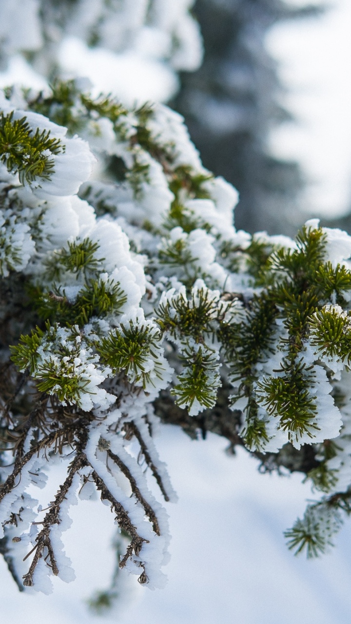 Pino Verde Cubierto de Nieve. Wallpaper in 720x1280 Resolution