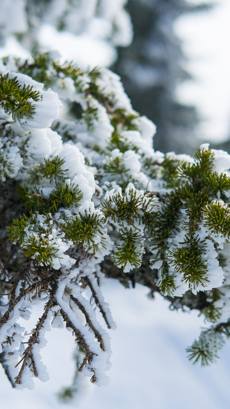 Pino Verde Cubierto de Nieve. Wallpaper in 750x1334 Resolution
