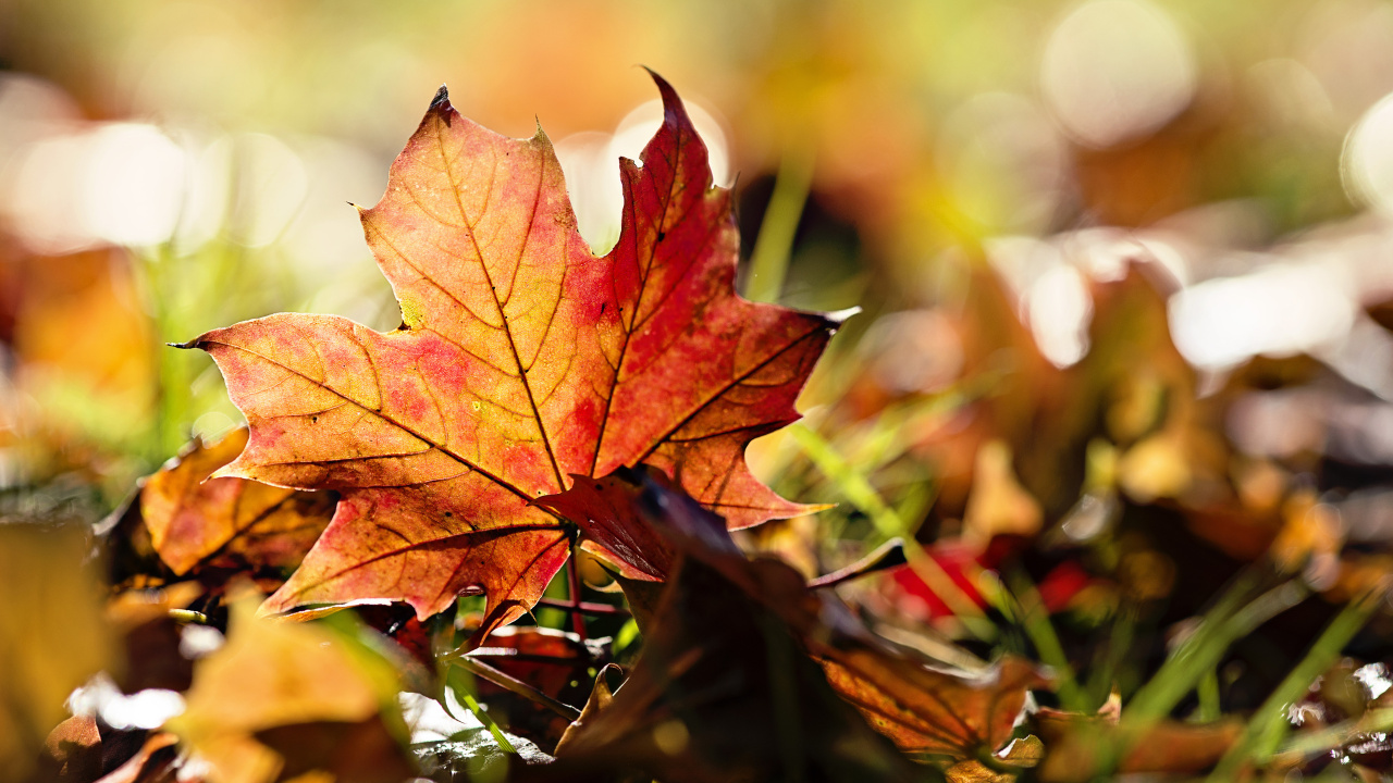 Brown Maple Leaf in Tilt Shift Lens. Wallpaper in 1280x720 Resolution