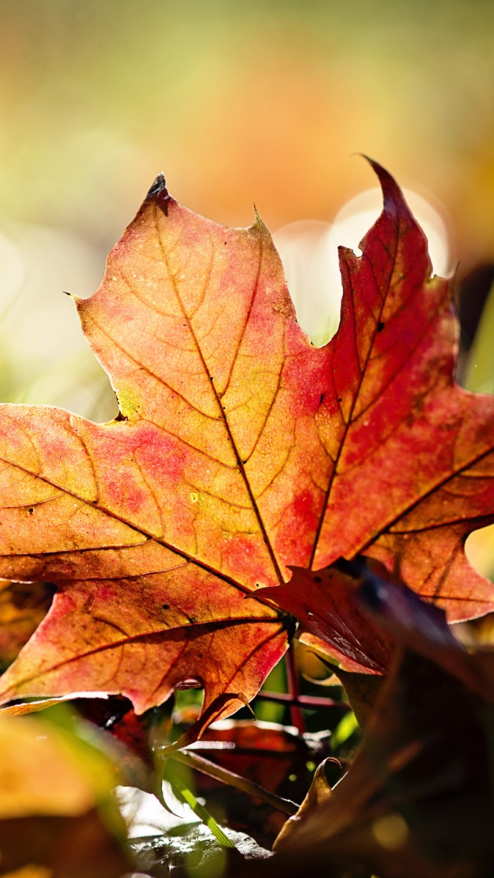 Brown Maple Leaf in Tilt Shift Lens. Wallpaper in 720x1280 Resolution