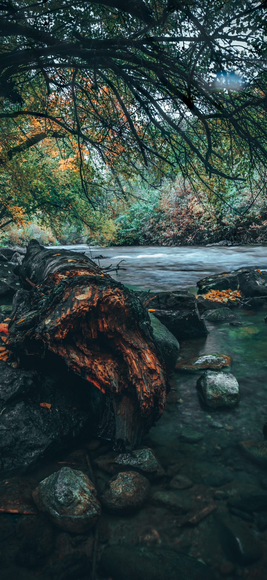 Baum, Natur, Wasser, Naturlandschaft, Gr. Wallpaper in 1125x2436 Resolution