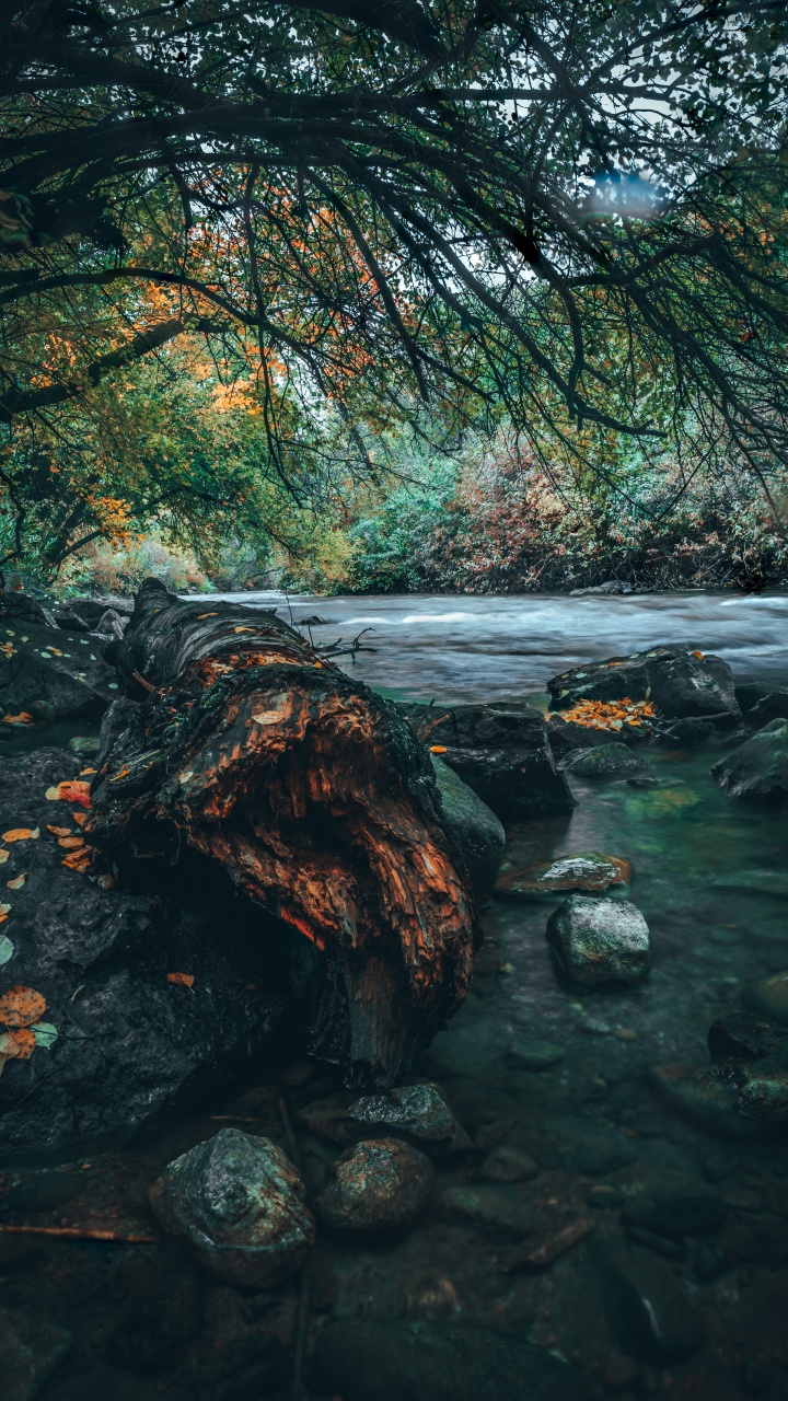 性质, 自然景观, 绿色的, 反射, 水道 壁纸 720x1280 允许