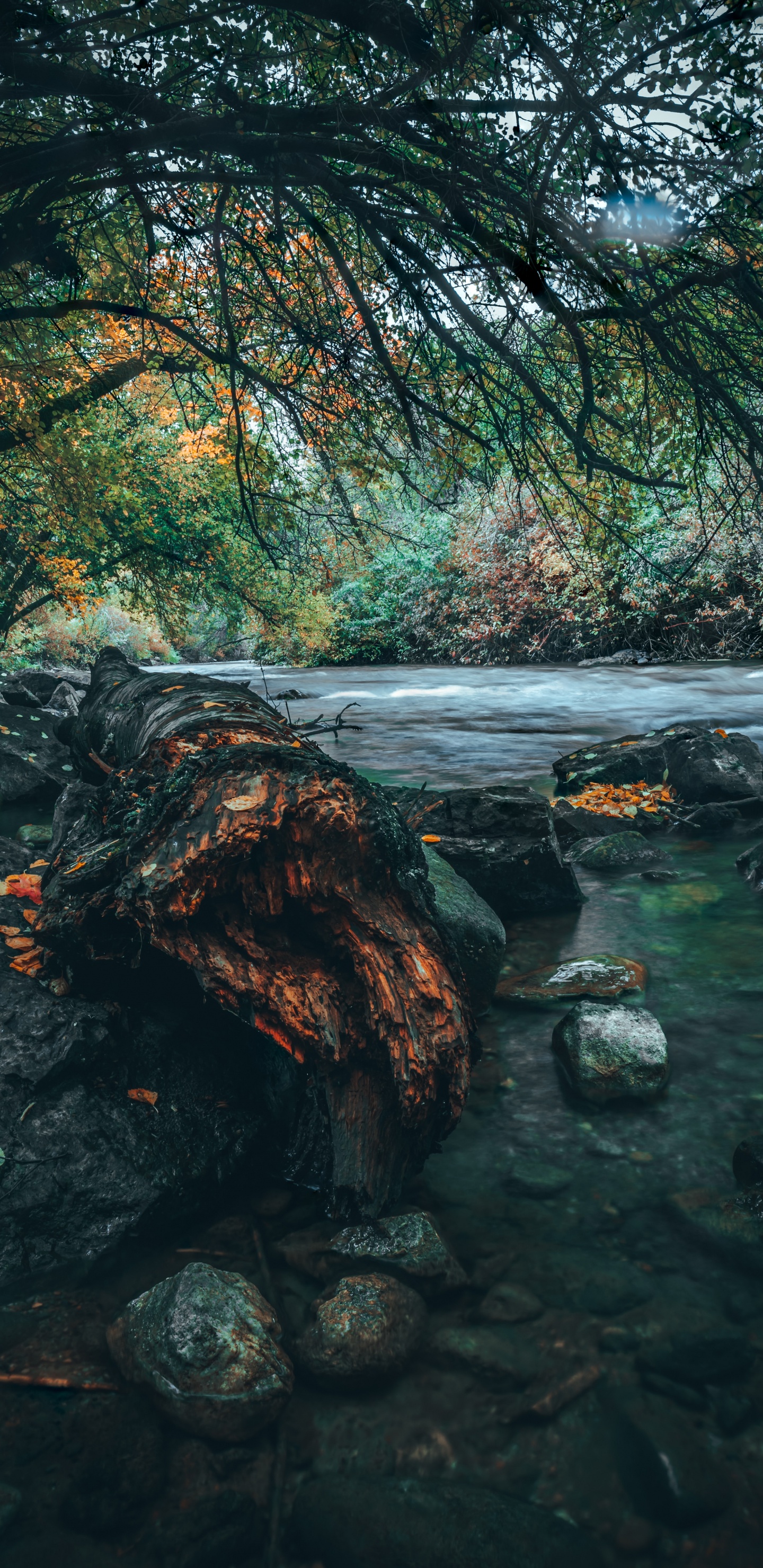 Nature, Eau, Paysage Naturel, Green, Réflexion. Wallpaper in 1440x2960 Resolution