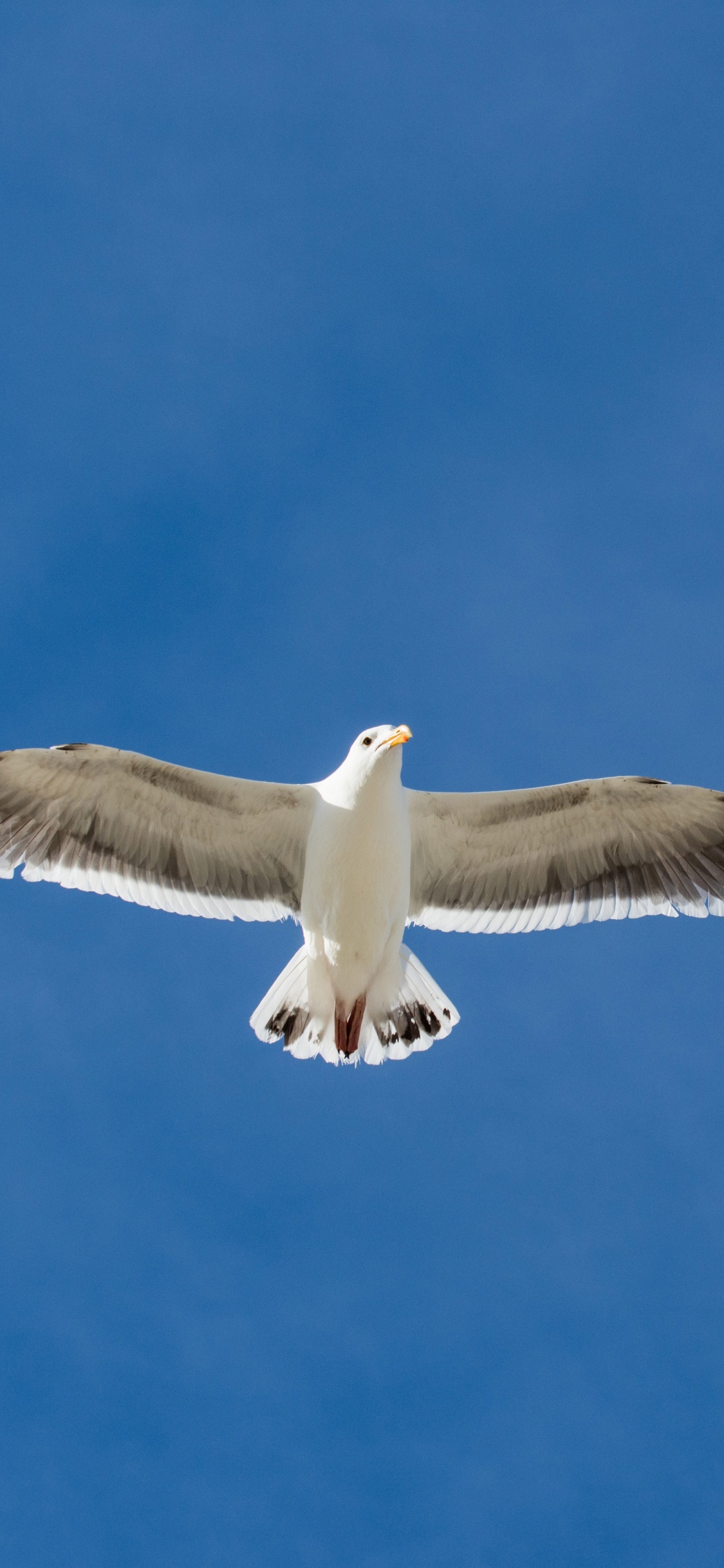 White and Black Bird Flying Under Blue Sky During Daytime. Wallpaper in 1125x2436 Resolution