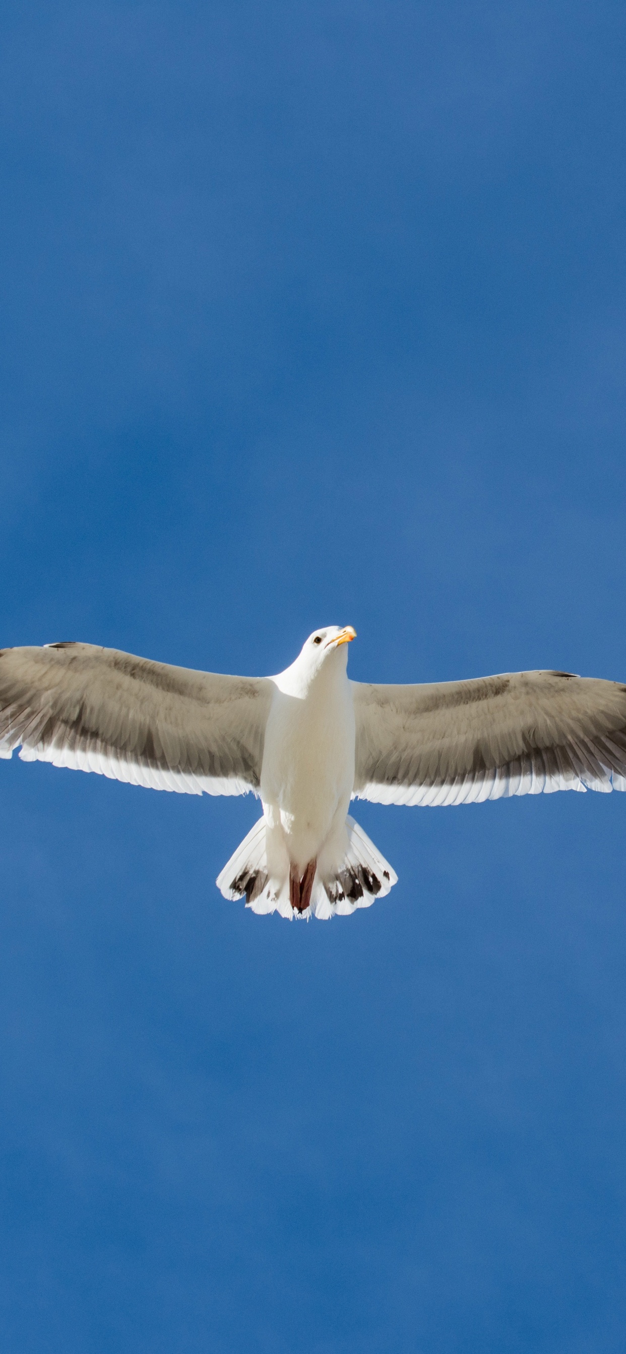 Pájaro Blanco y Negro Volando Bajo un Cielo Azul Durante el Día. Wallpaper in 1242x2688 Resolution