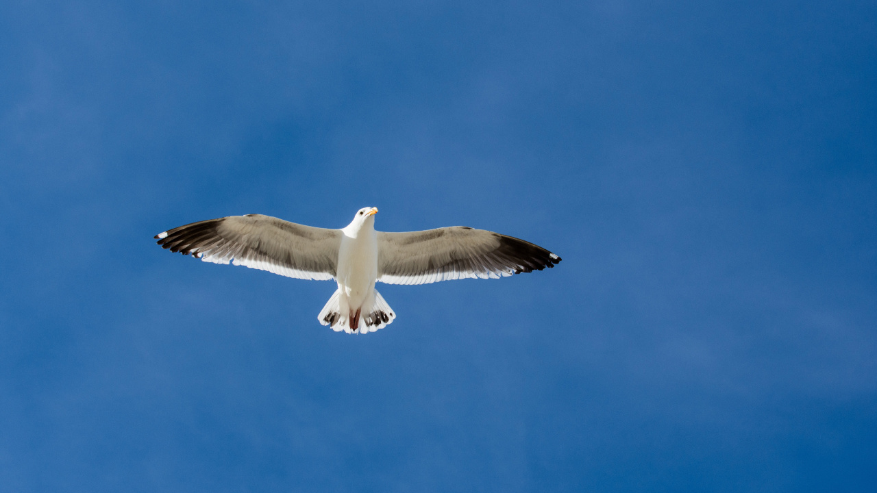 Pájaro Blanco y Negro Volando Bajo un Cielo Azul Durante el Día. Wallpaper in 1280x720 Resolution