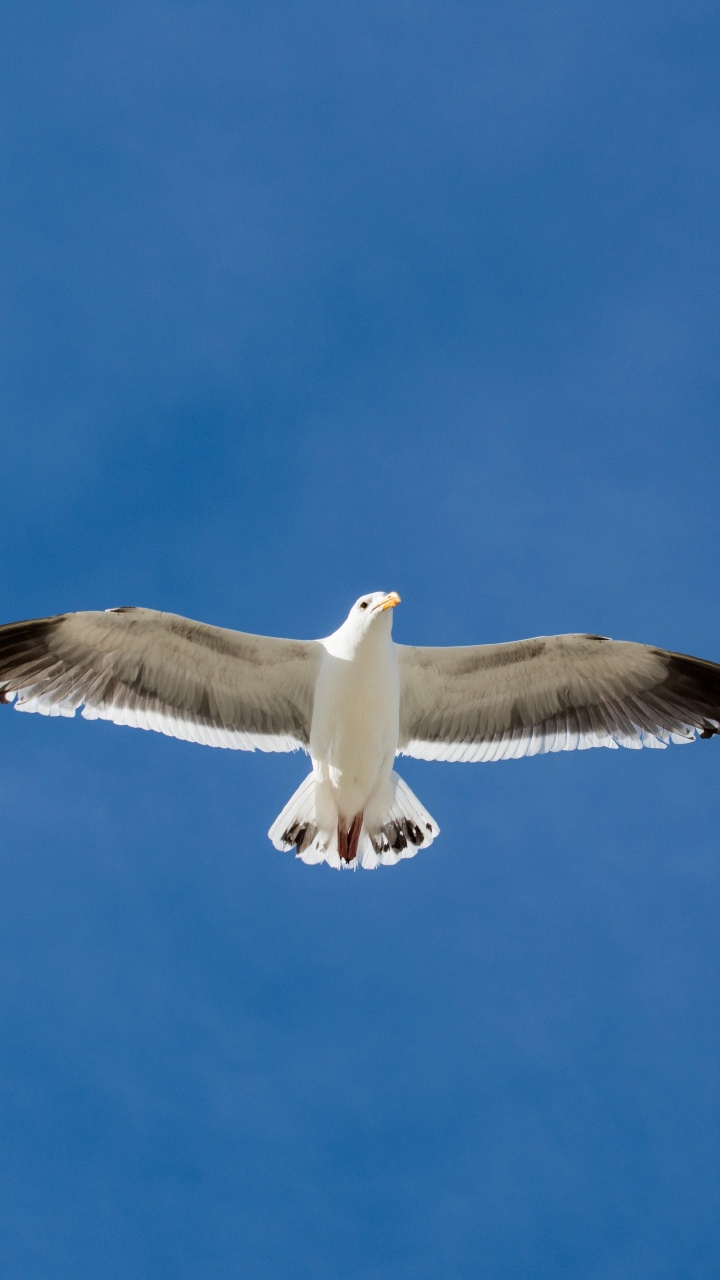 Pájaro Blanco y Negro Volando Bajo un Cielo Azul Durante el Día. Wallpaper in 720x1280 Resolution