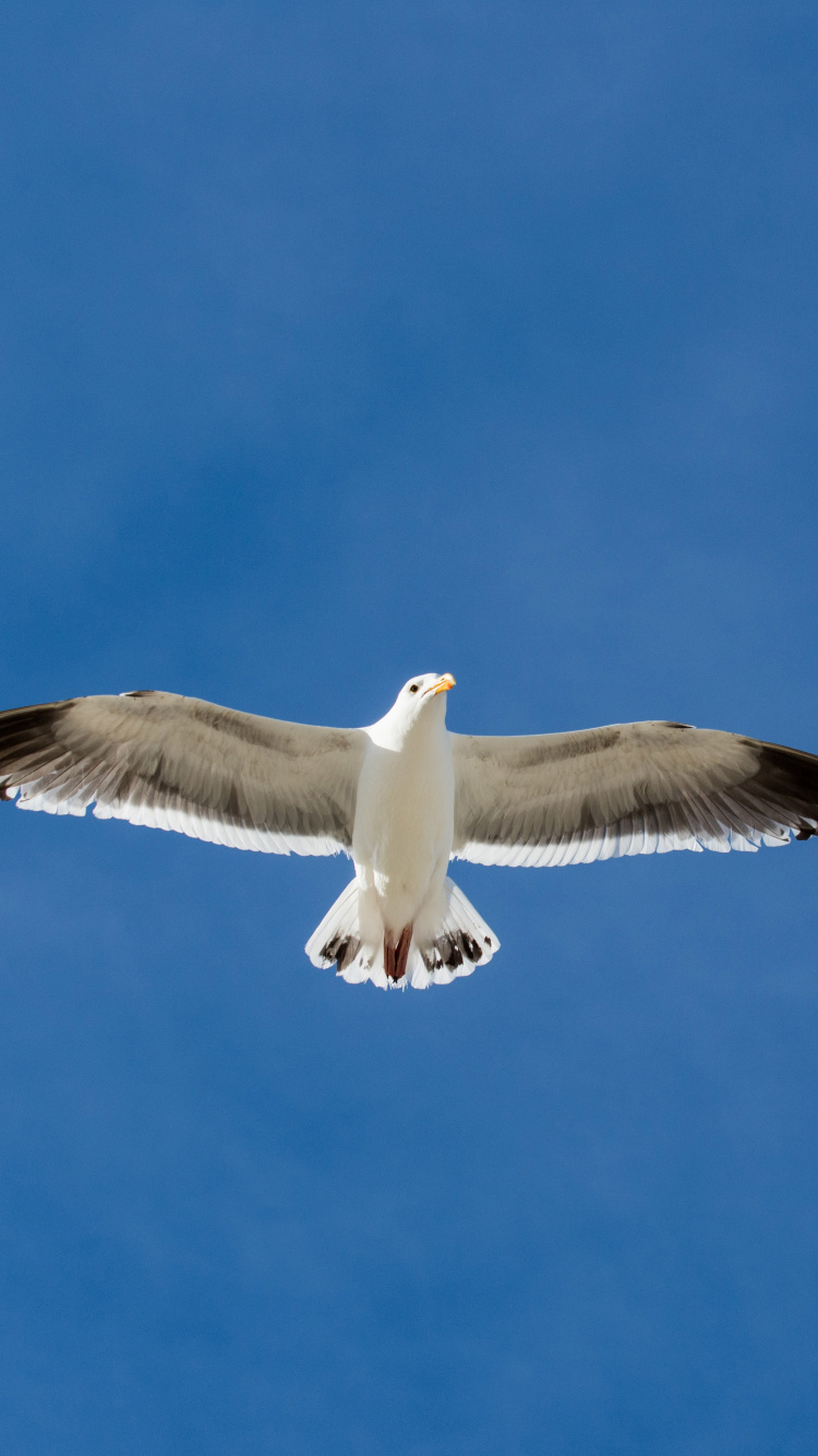 Pájaro Blanco y Negro Volando Bajo un Cielo Azul Durante el Día. Wallpaper in 750x1334 Resolution