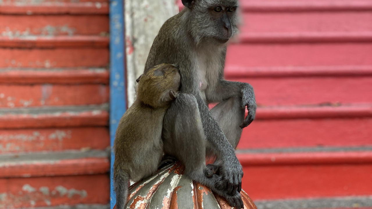Macaque, Primat, Singes du Vieux Monde, Sciences, Biologie. Wallpaper in 1280x720 Resolution