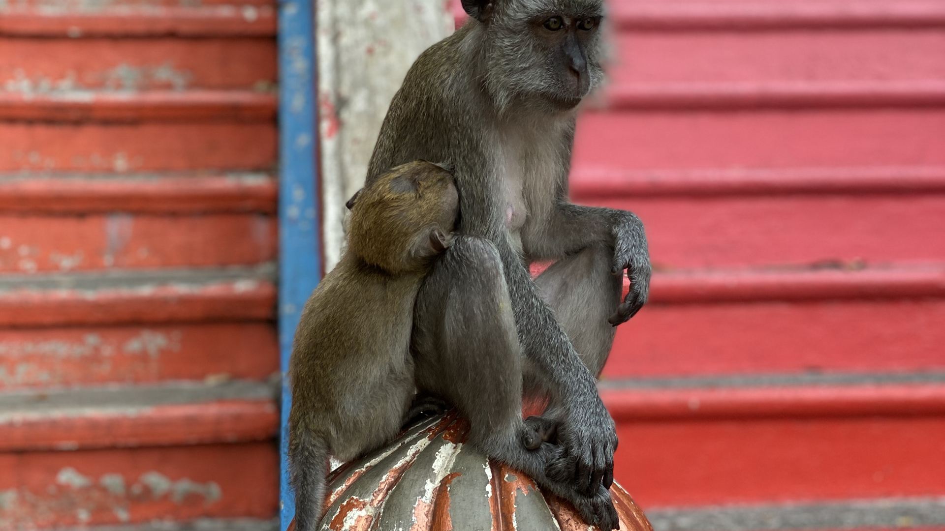 Macaque, Primat, Singes du Vieux Monde, Sciences, Biologie. Wallpaper in 1920x1080 Resolution