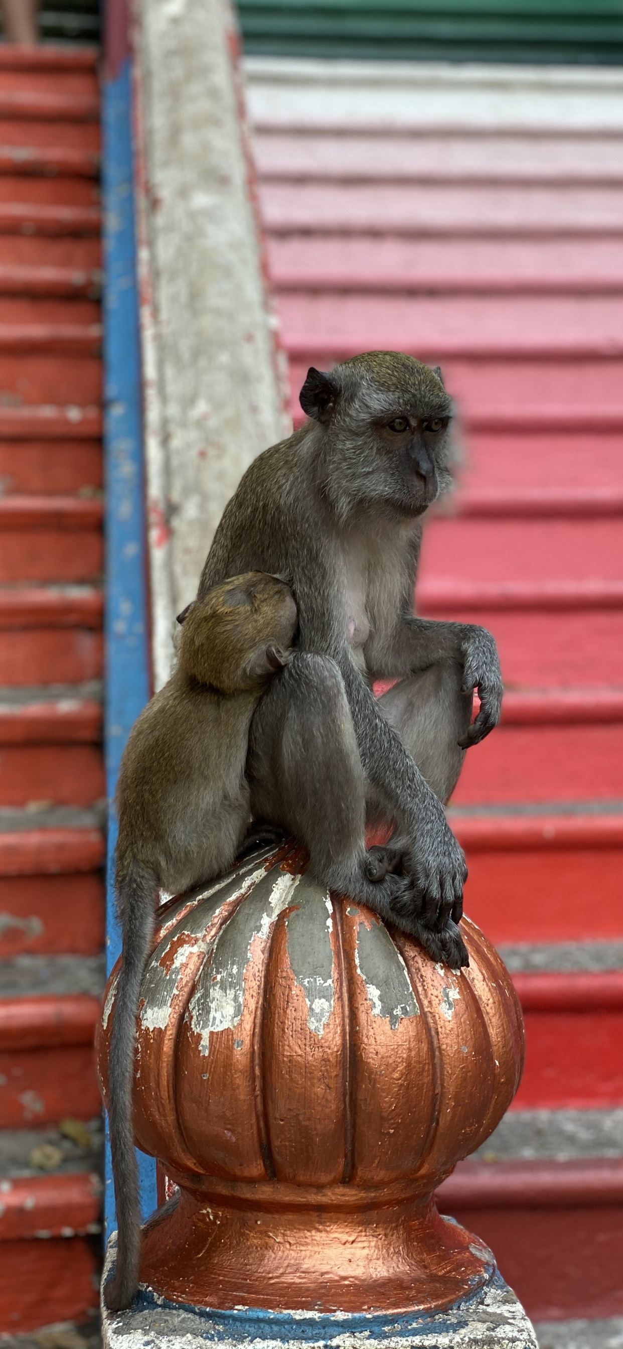 Macaques, Primate, Old World Monkeys, Science, Biology. Wallpaper in 1242x2688 Resolution