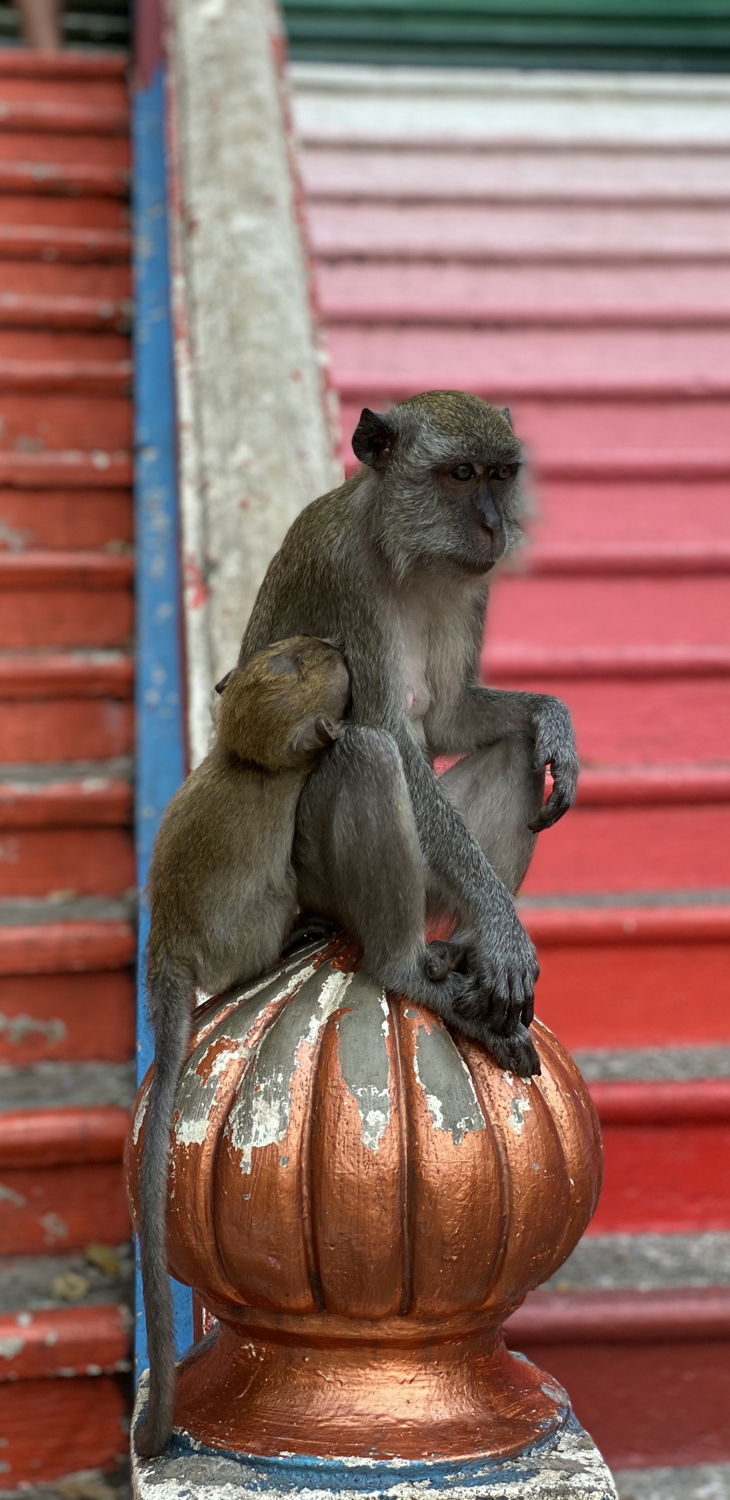 Download 1440x2960 Wallpaper Macaques, Primate, Old World Monkeys, Science, Biology Macaques, Primate, Old World Monkeys, Science, Biology. Wallpaper in 1440x2960 Resolution