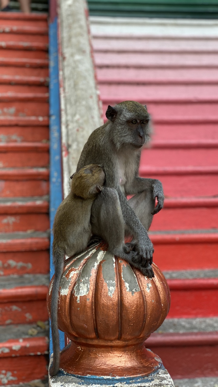 Macaques, Primate, Old World Monkeys, Science, Biology. Wallpaper in 720x1280 Resolution