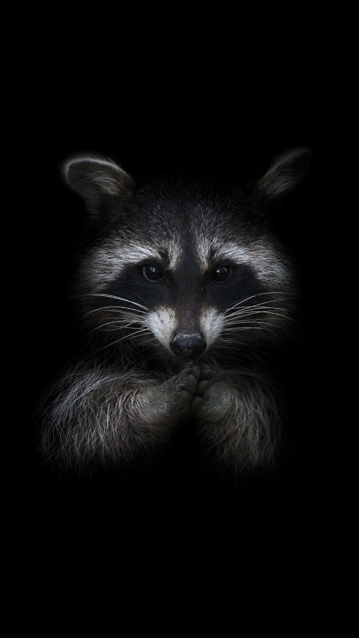 Blanket, Felidae, Small to Medium Sized Cats, Grey, Carnivore. Wallpaper in 720x1280 Resolution