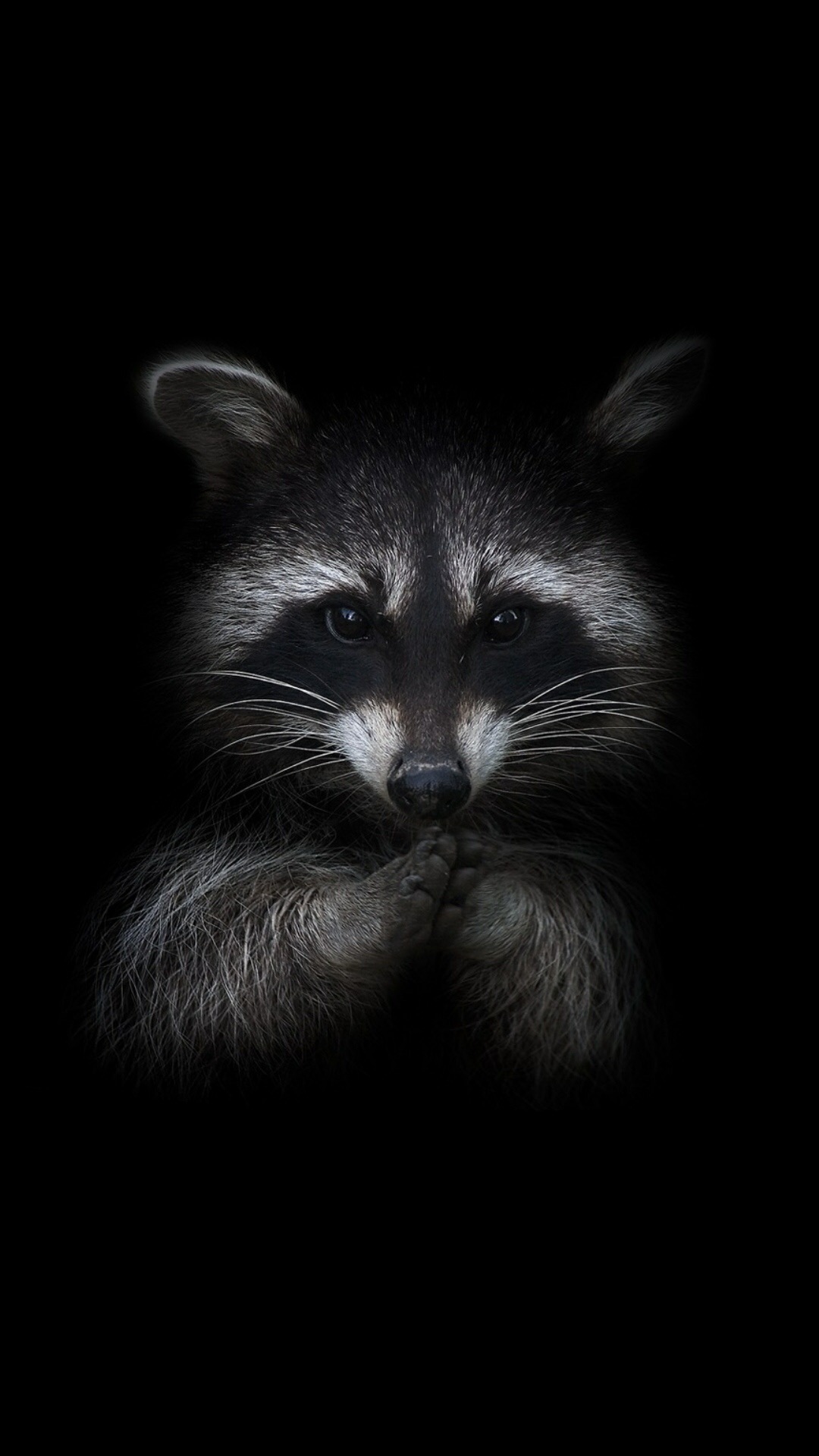 Couverture, Felidae, Les Petites et Moyennes Chats, Gris, Carnivores. Wallpaper in 1080x1920 Resolution