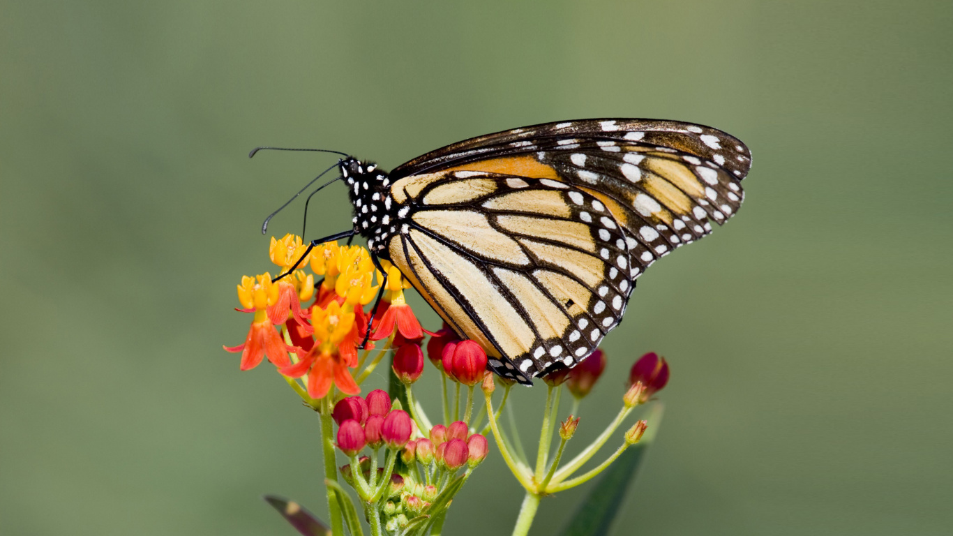 Papillon Monarque Perché Sur Une Fleur Jaune et Rouge en Photographie Rapprochée Pendant la Journée. Wallpaper in 1366x768 Resolution