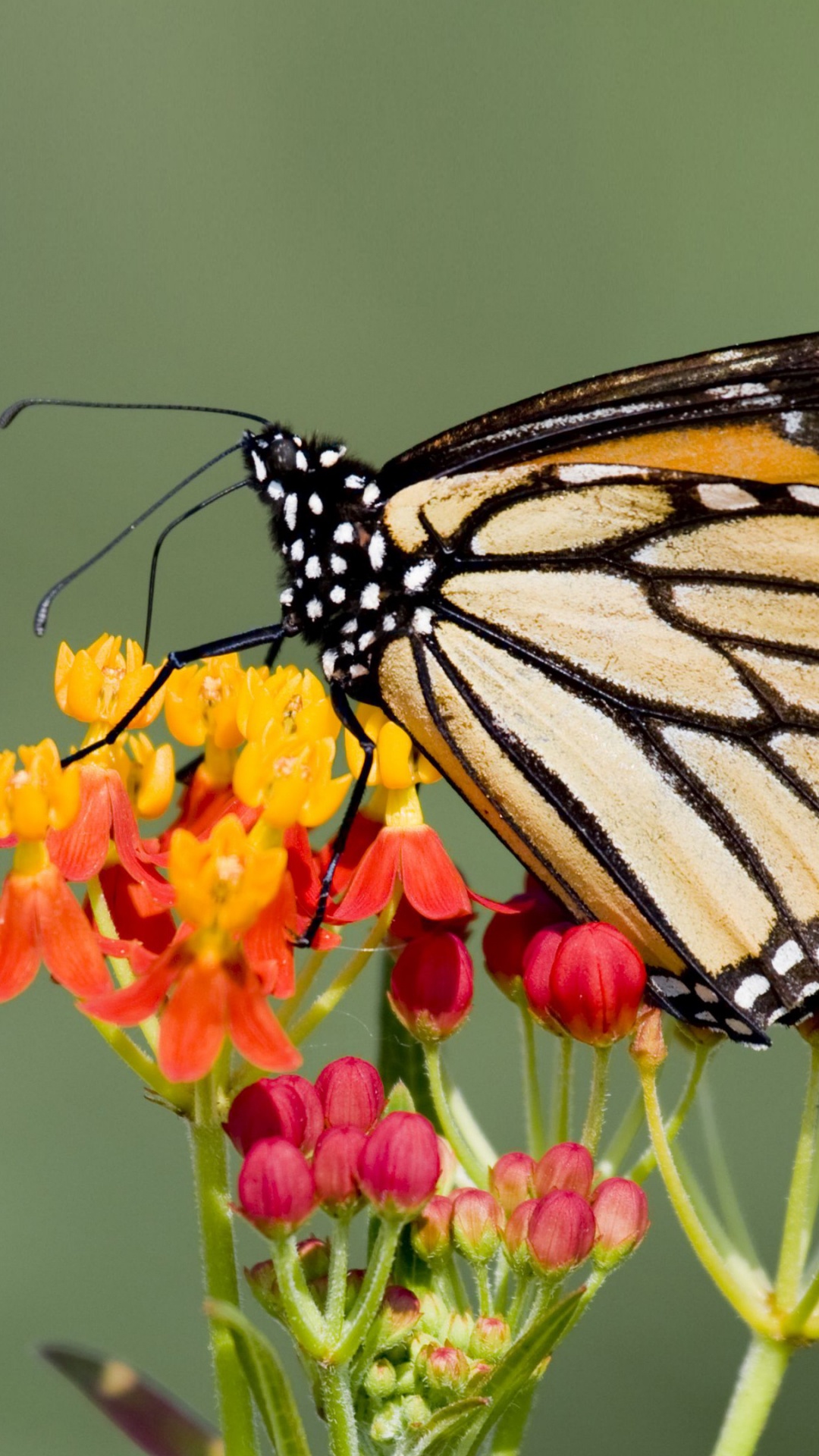 Monarch Butterfly Perched on Yellow and Red Flower in Close up Photography During Daytime. Wallpaper in 1080x1920 Resolution