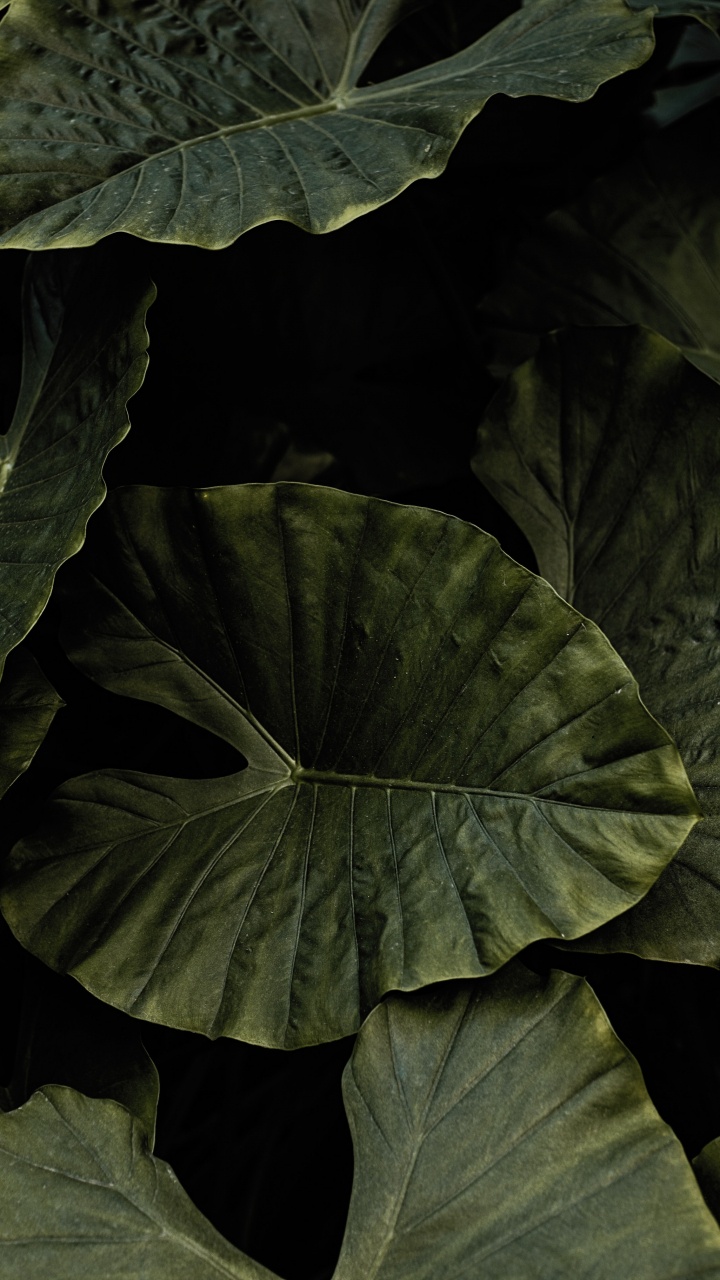 Feuille, Noir, Green, Botanique, Monochrome. Wallpaper in 720x1280 Resolution