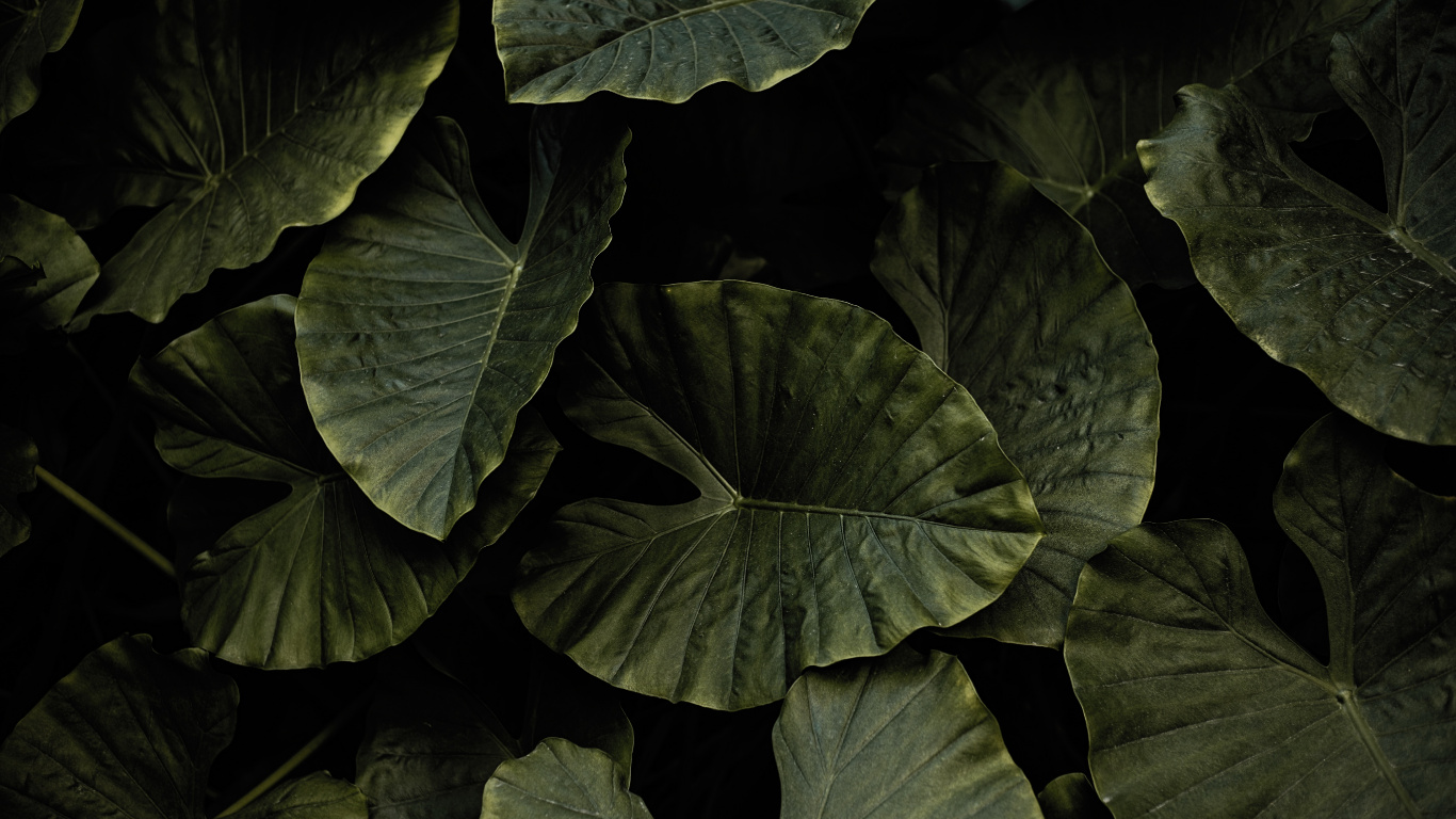 Leaf, Black, Green, Flower, Plant. Wallpaper in 1366x768 Resolution