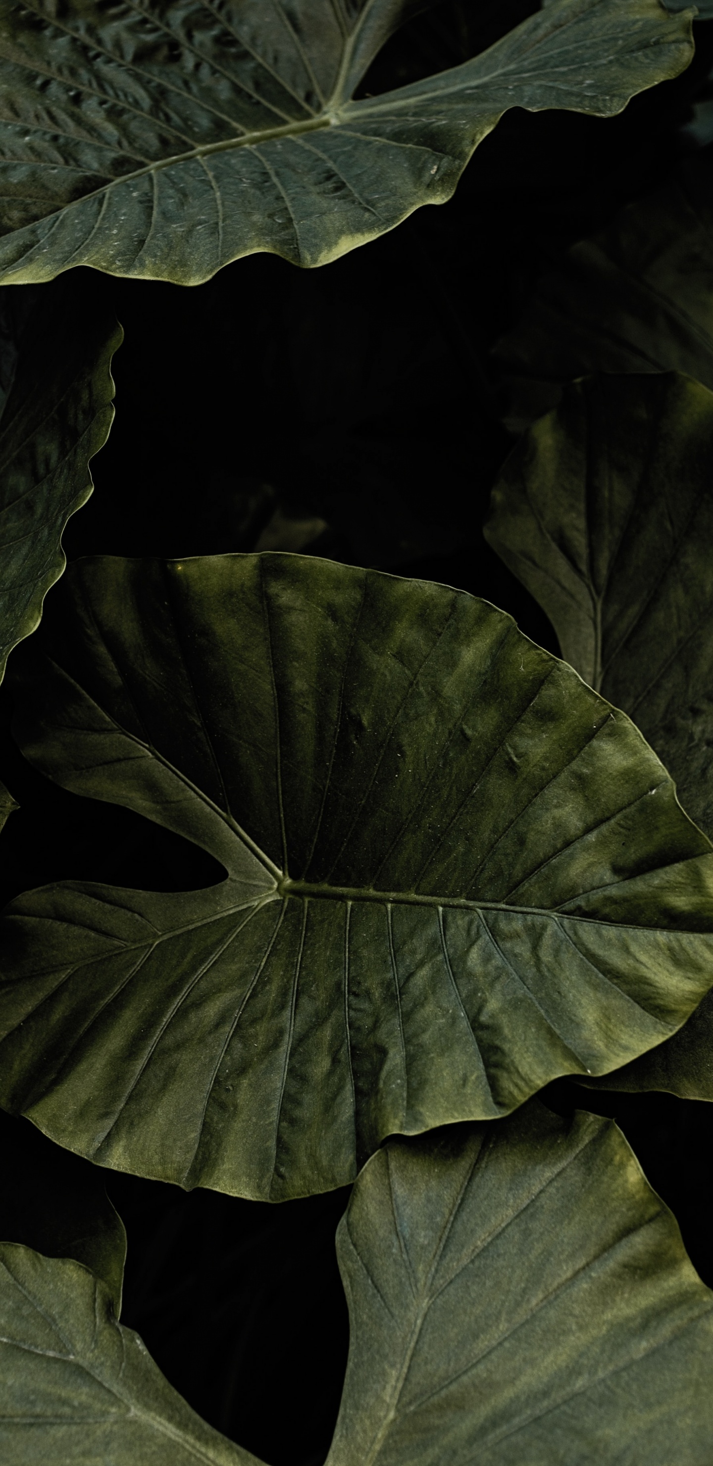 Leaf, Black, Green, Flower, Plant. Wallpaper in 1440x2960 Resolution